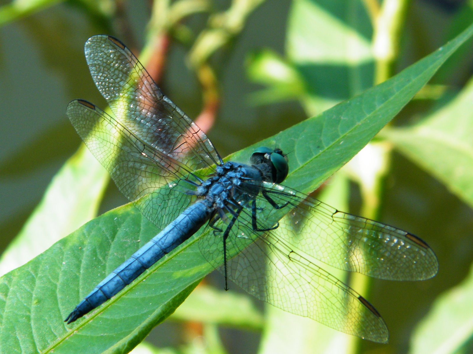 Blue Green Dragonfly HD Wallpaper, Background Images