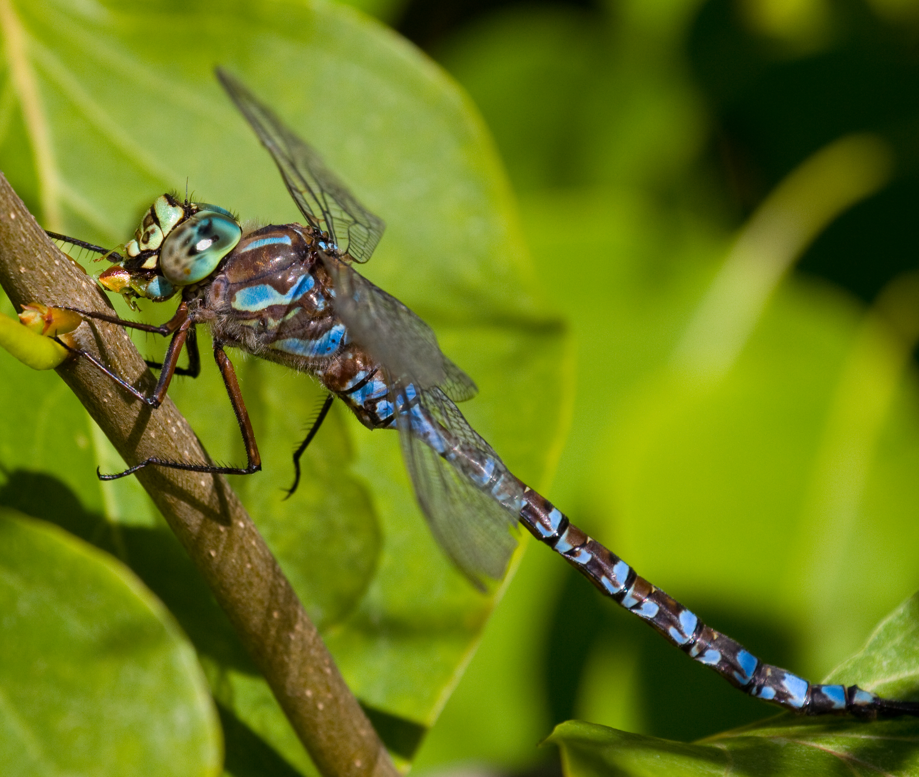 File:Blue Dragonfly 3 (7974369693).jpg - Wikimedia Commons