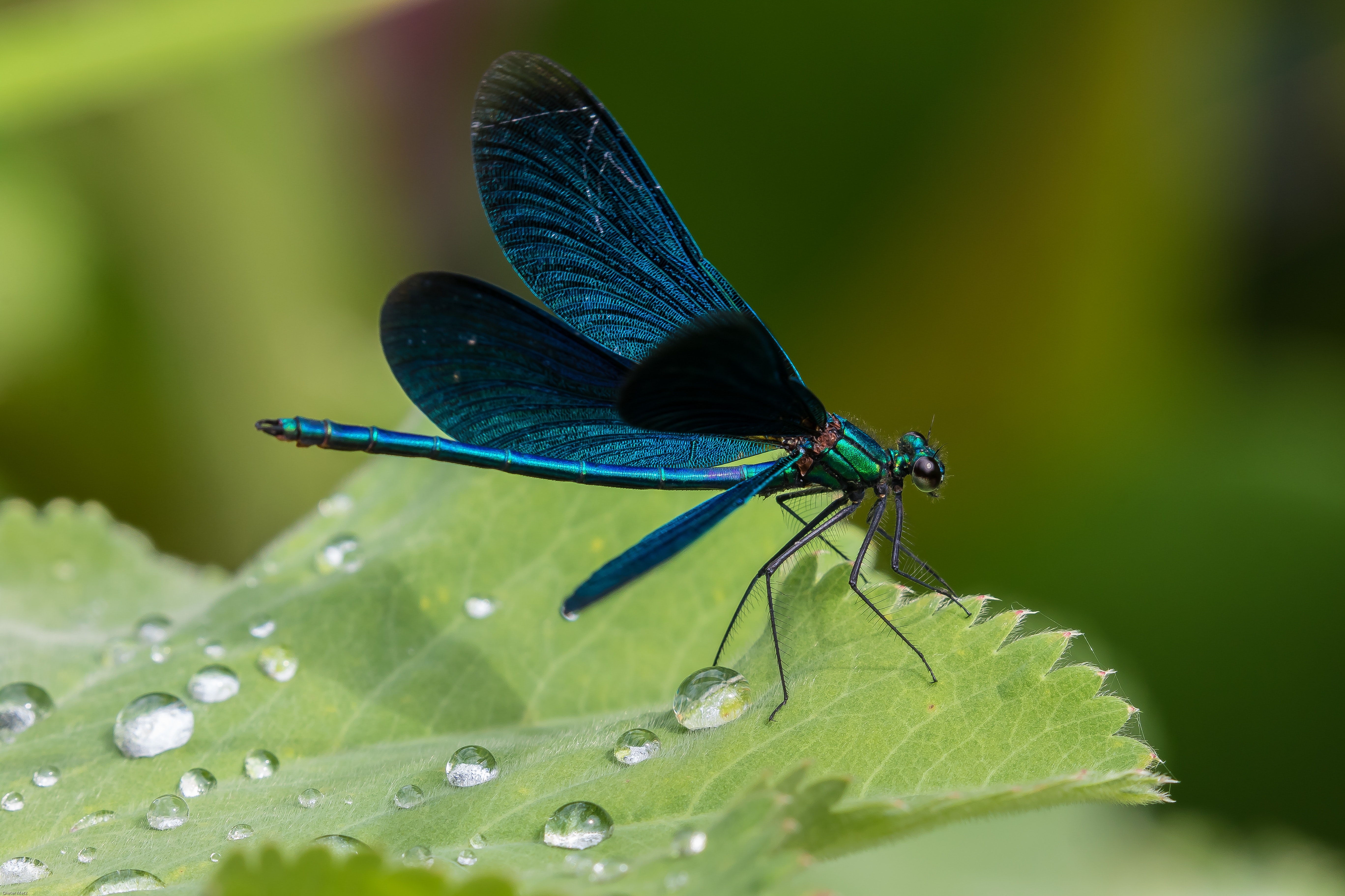 Free stock photo of animal, blue, blue dragonfly