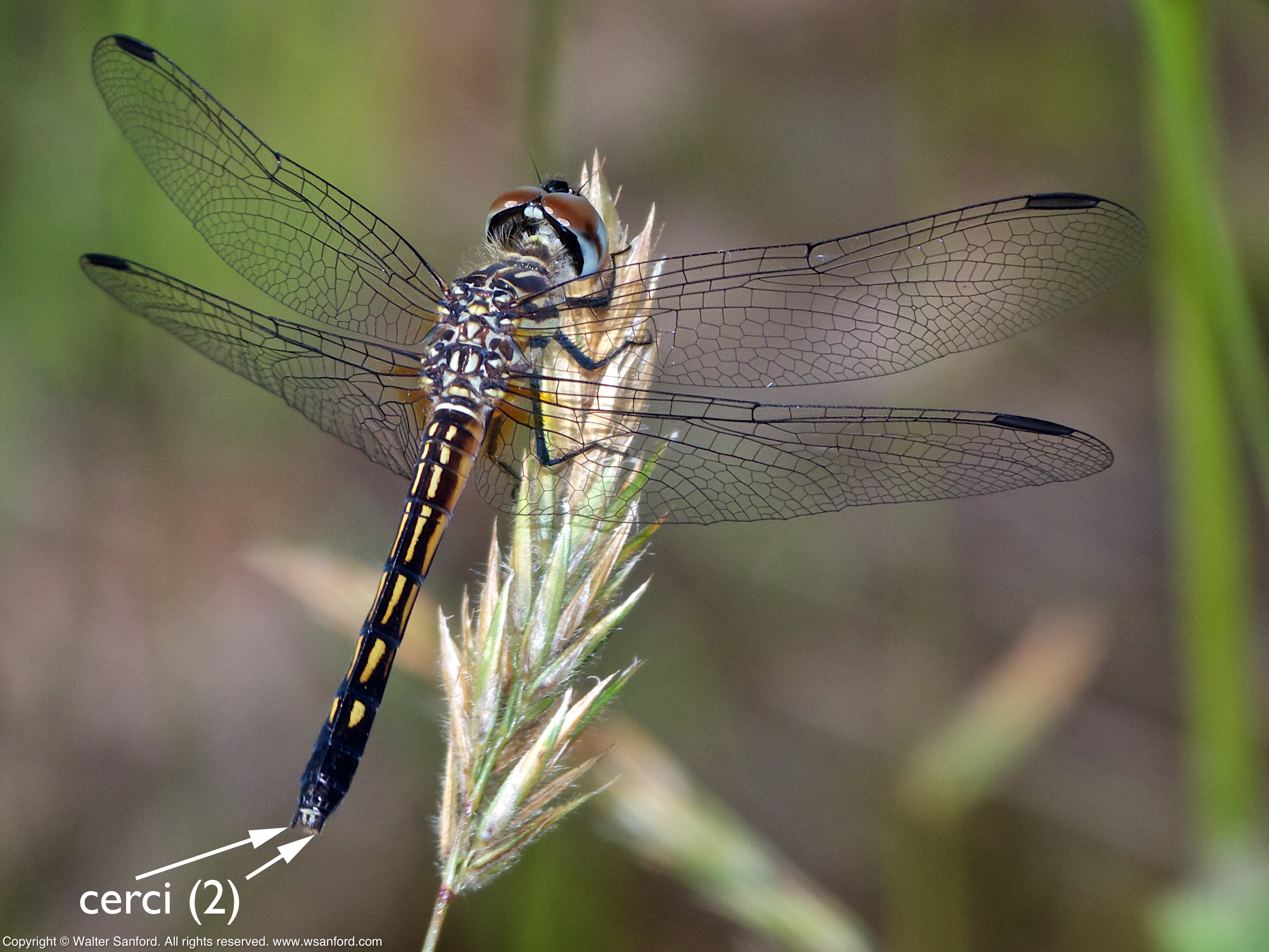 Blue Dasher dragonfly terminal appendages | walter sanford's photoblog