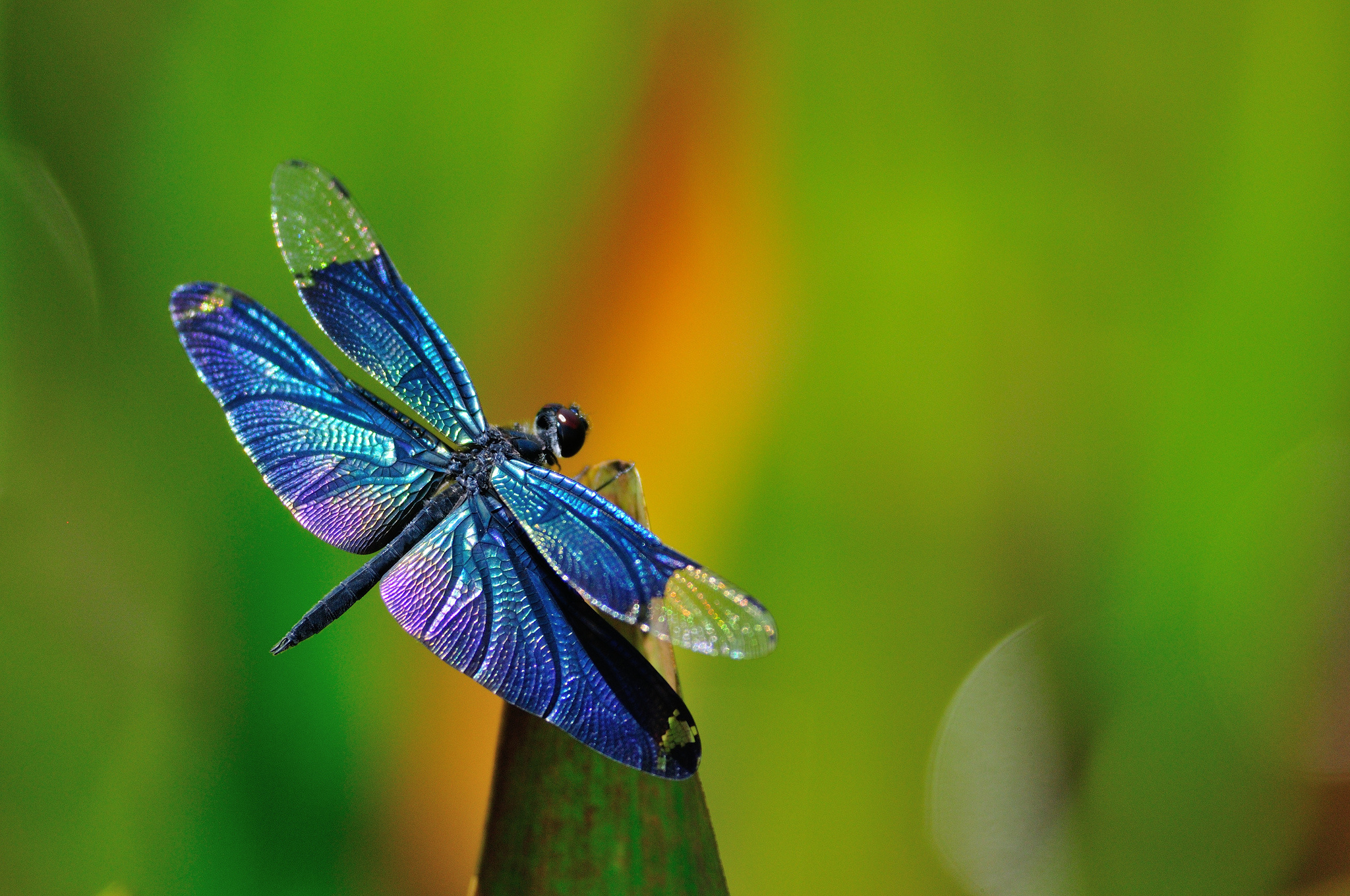 Blue Dragonfly Macro Wallpaper HD #14473 Wallpaper | High Resolution ...