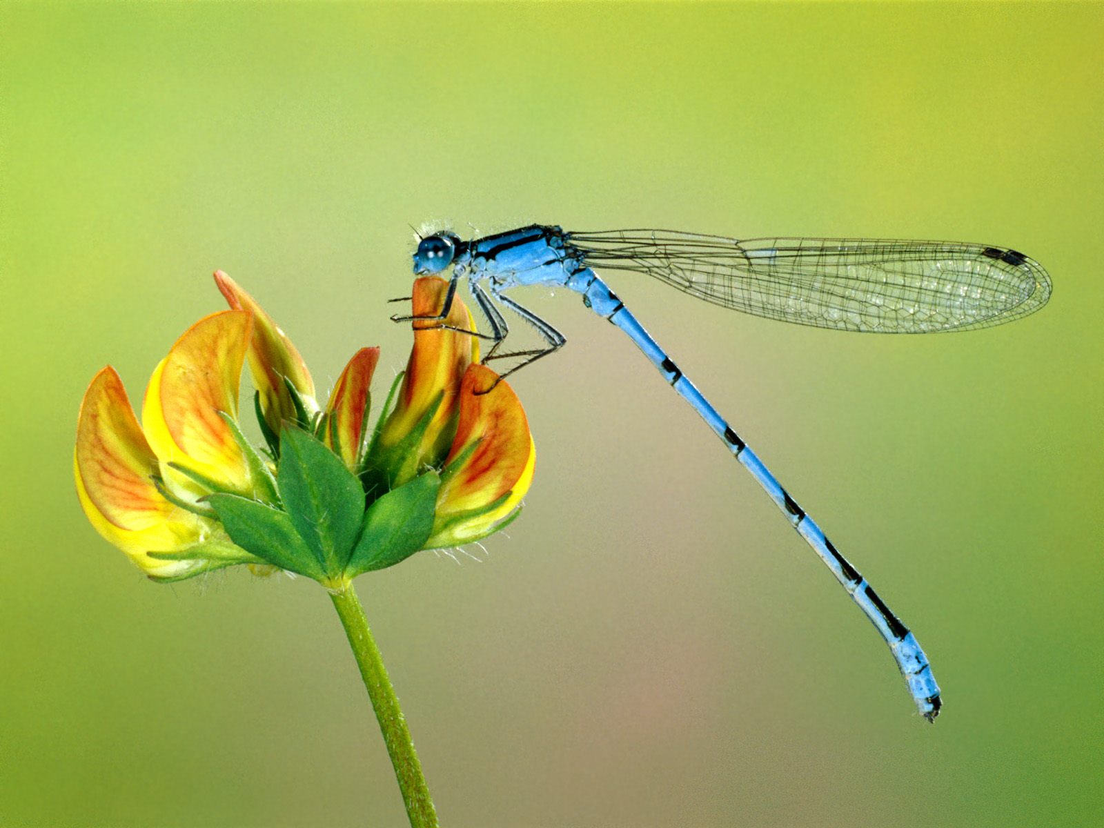 Blue Dragonfly Flying HD Wallpaper, Background Images