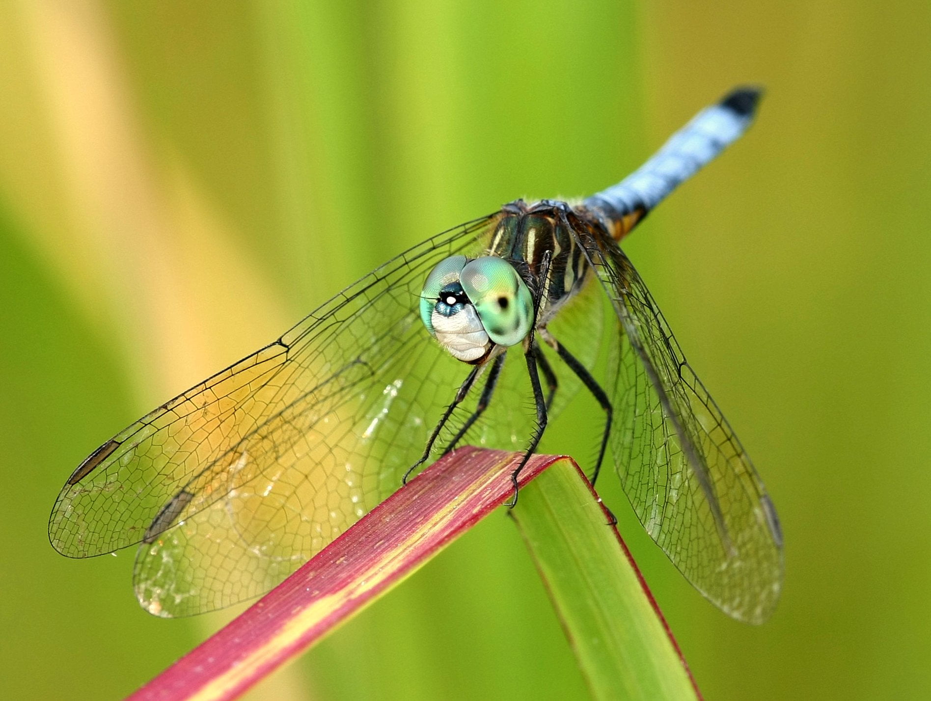 Blue dragonfly perched on green leaf HD wallpaper | Wallpaper Flare