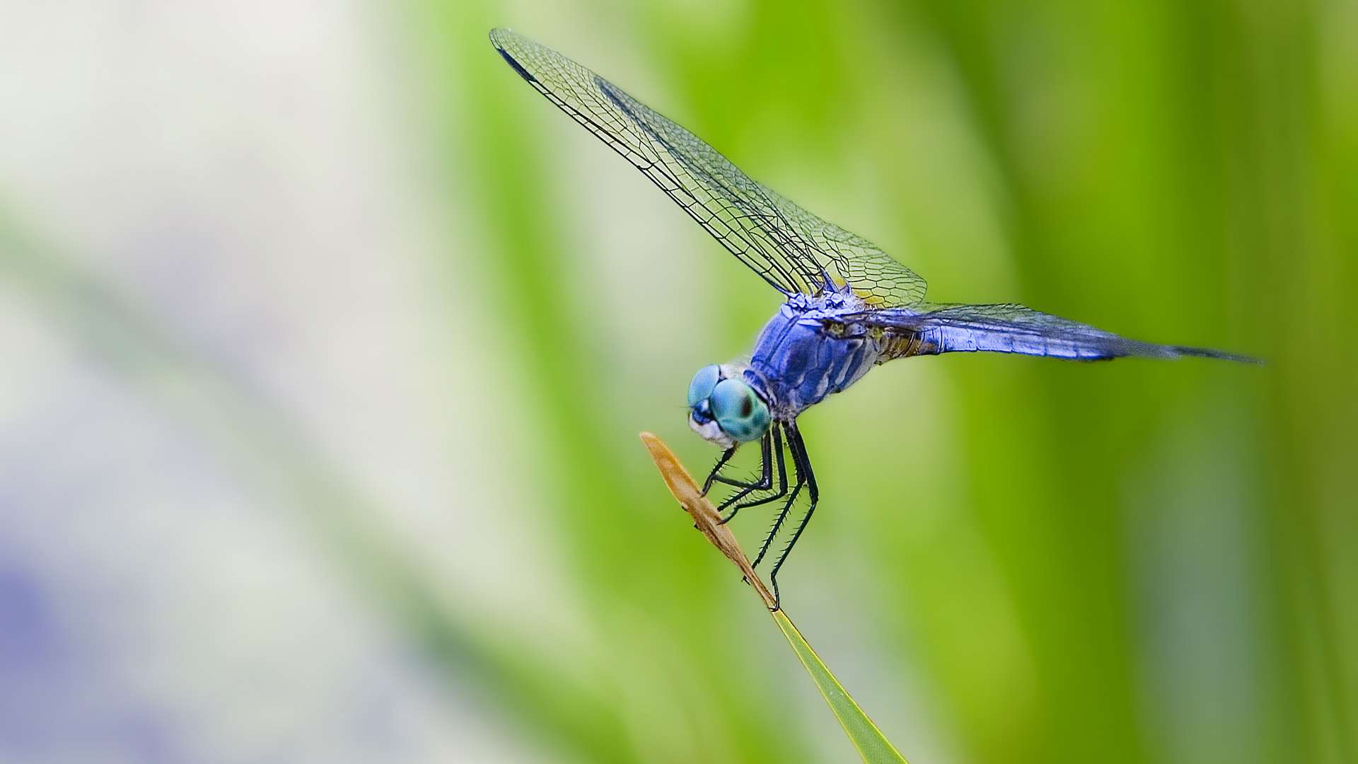 Blue Dragonfly HD Wallpaper, Background Images