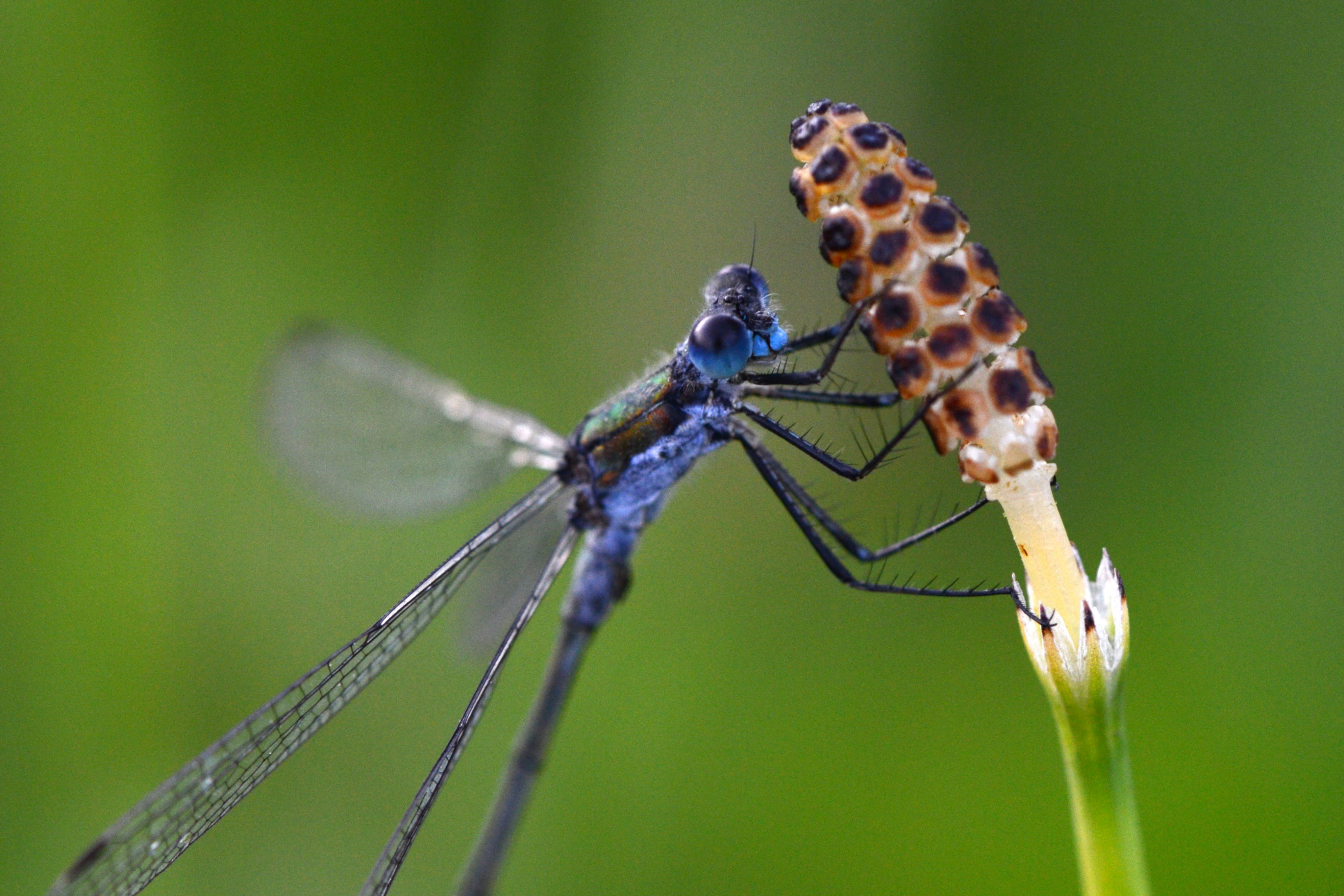 File:Blue dragonfly (9572801754).jpg - Wikimedia Commons