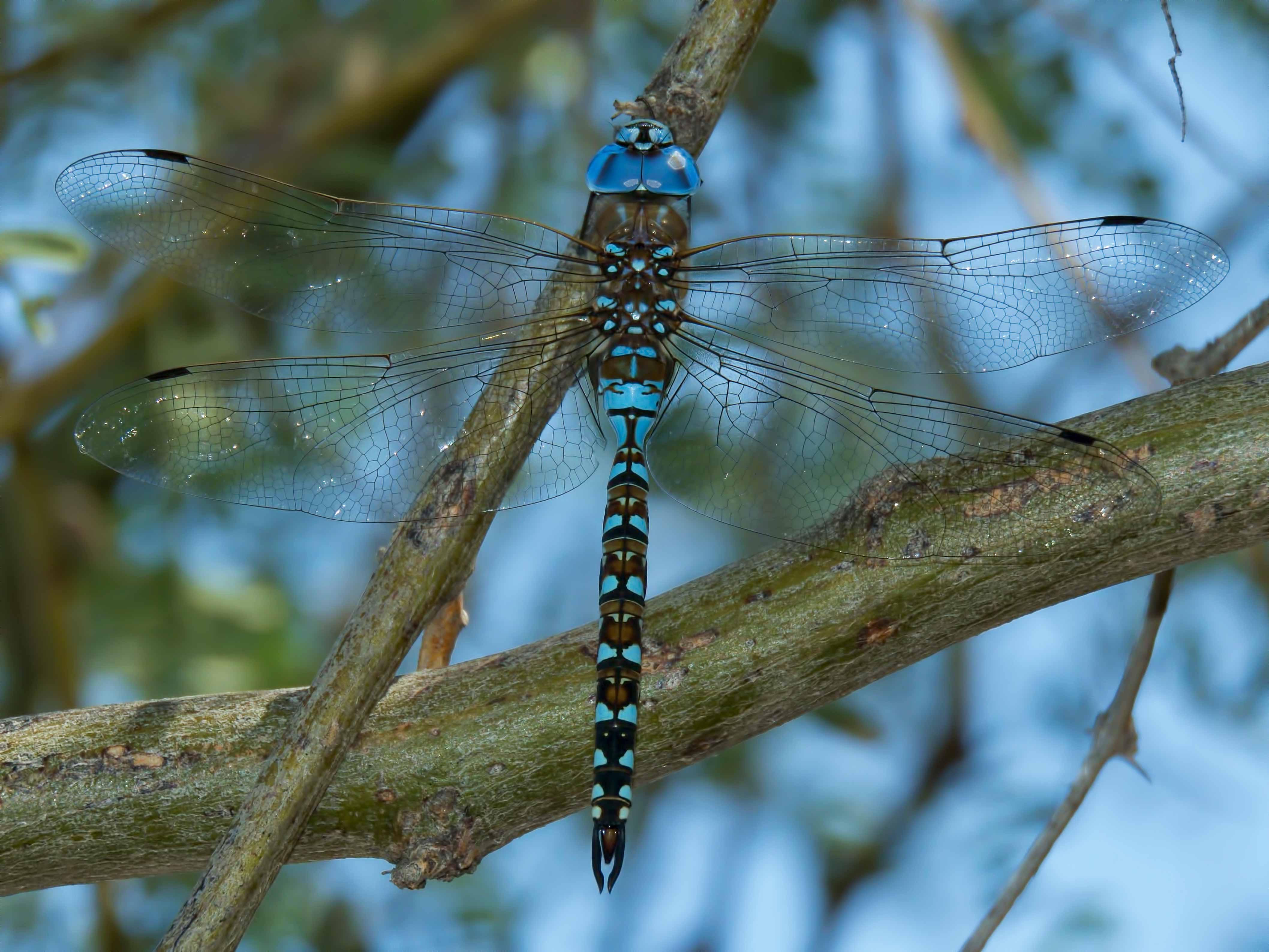 Blue-eyed Darner | Arizona Dragonflies