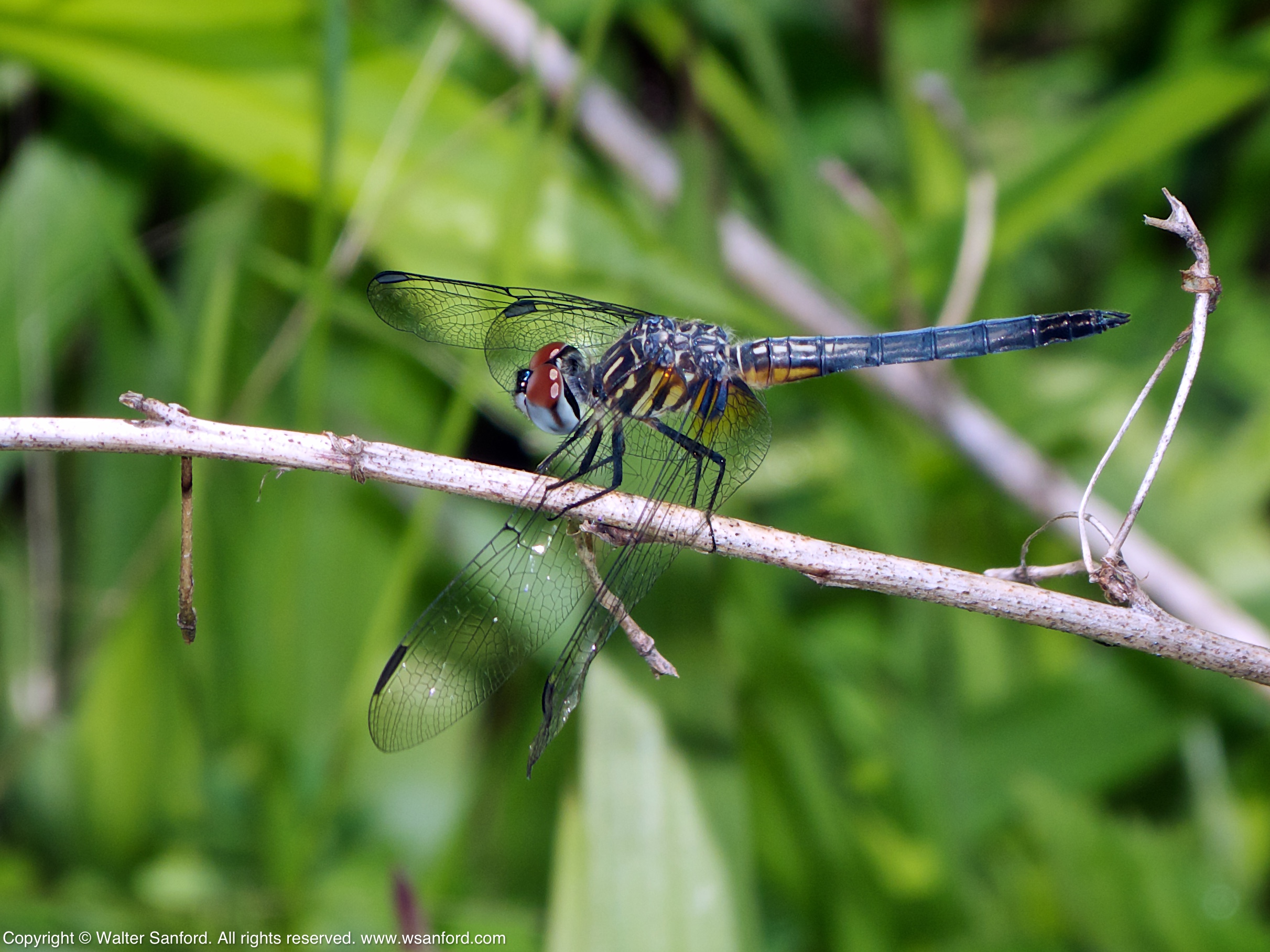 Blue Dasher dragonflies (immature males) | walter sanford's photoblog