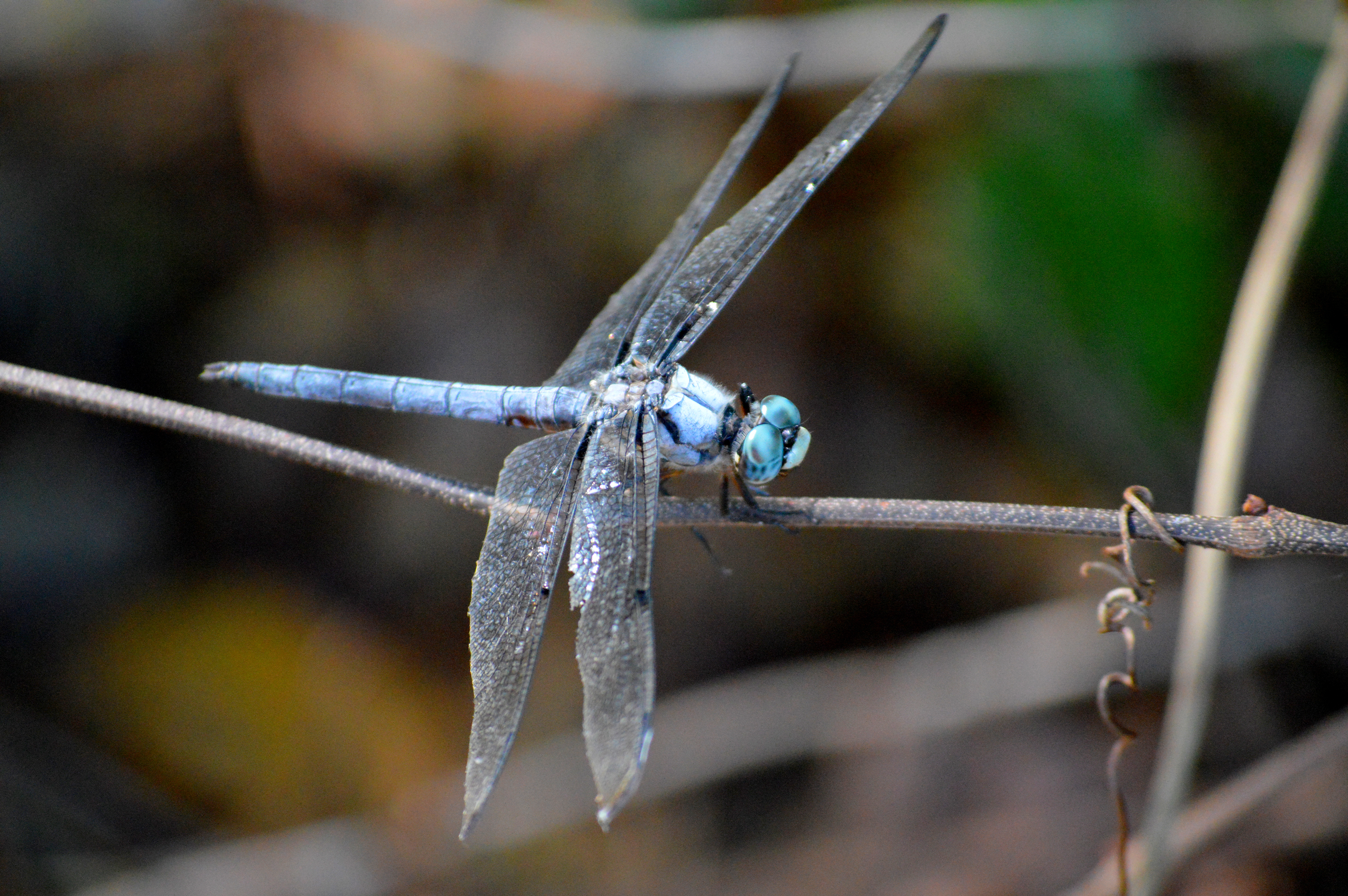 Light Blue Dragonfly on a Twig by kayinvanderkill on DeviantArt
