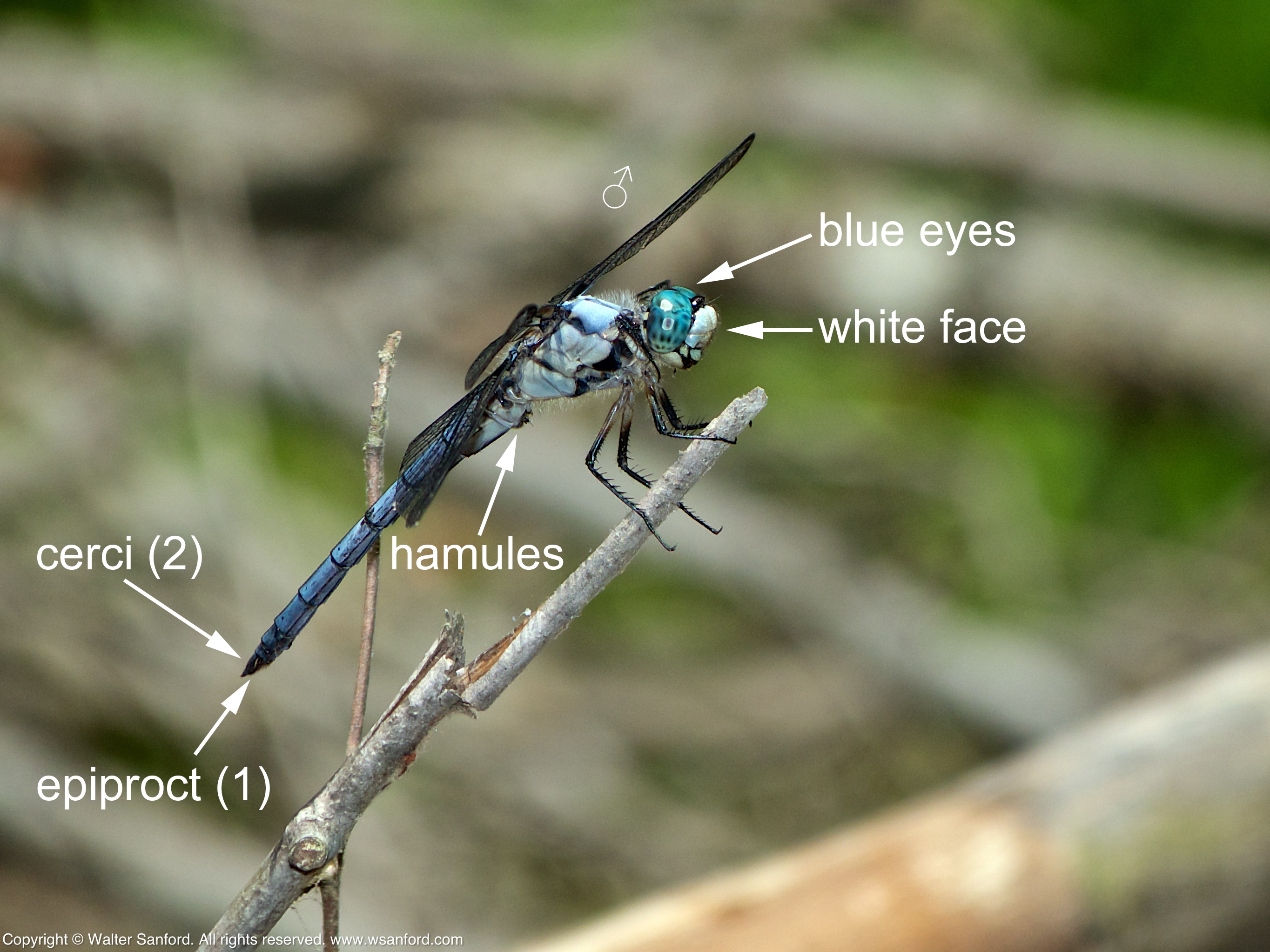 Great Blue Skimmer dragonfly | walter sanford's photoblog