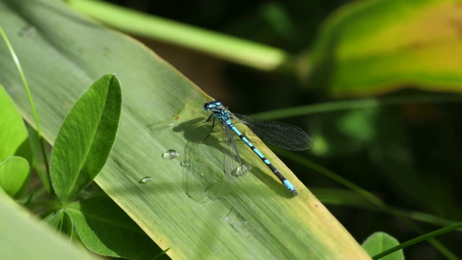 A blue dragonfly sitting on a leaf Stock Video Footage - Videoblocks