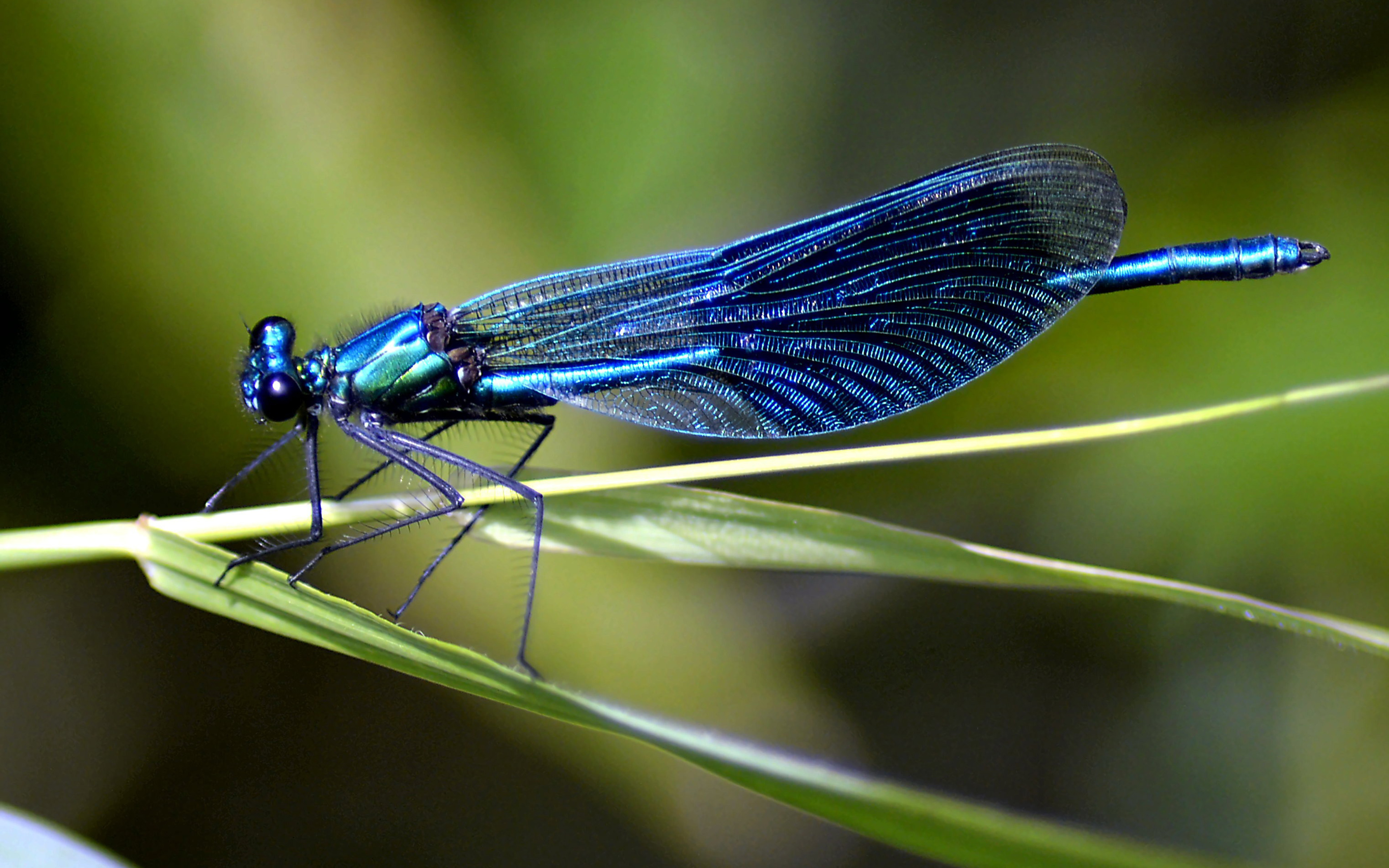 Blue Dragonfly Insect From Nature Desktop Hd Wallpaper For Mobile ...