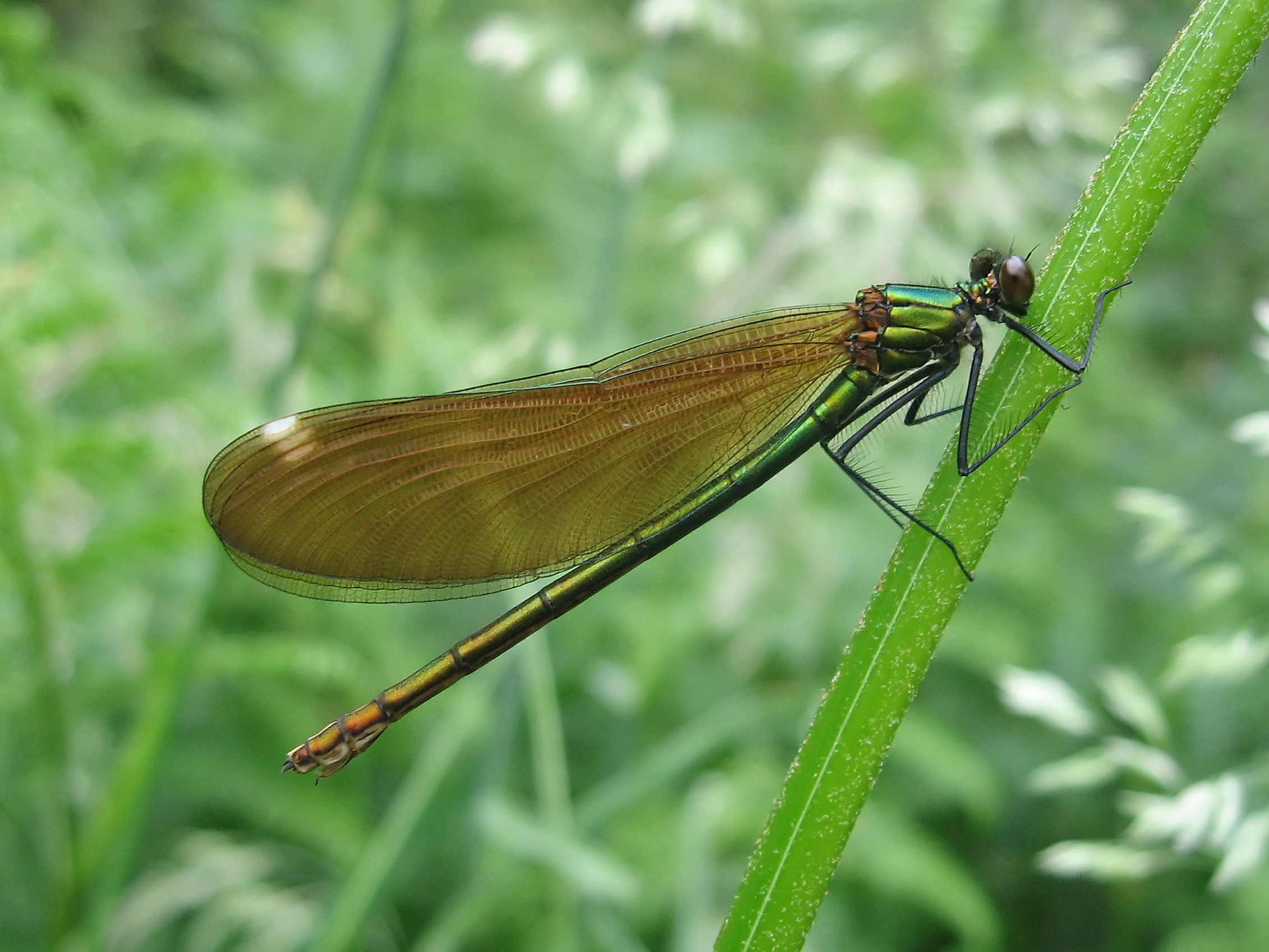 Beautiful Demoiselle | british-dragonflies.org.uk