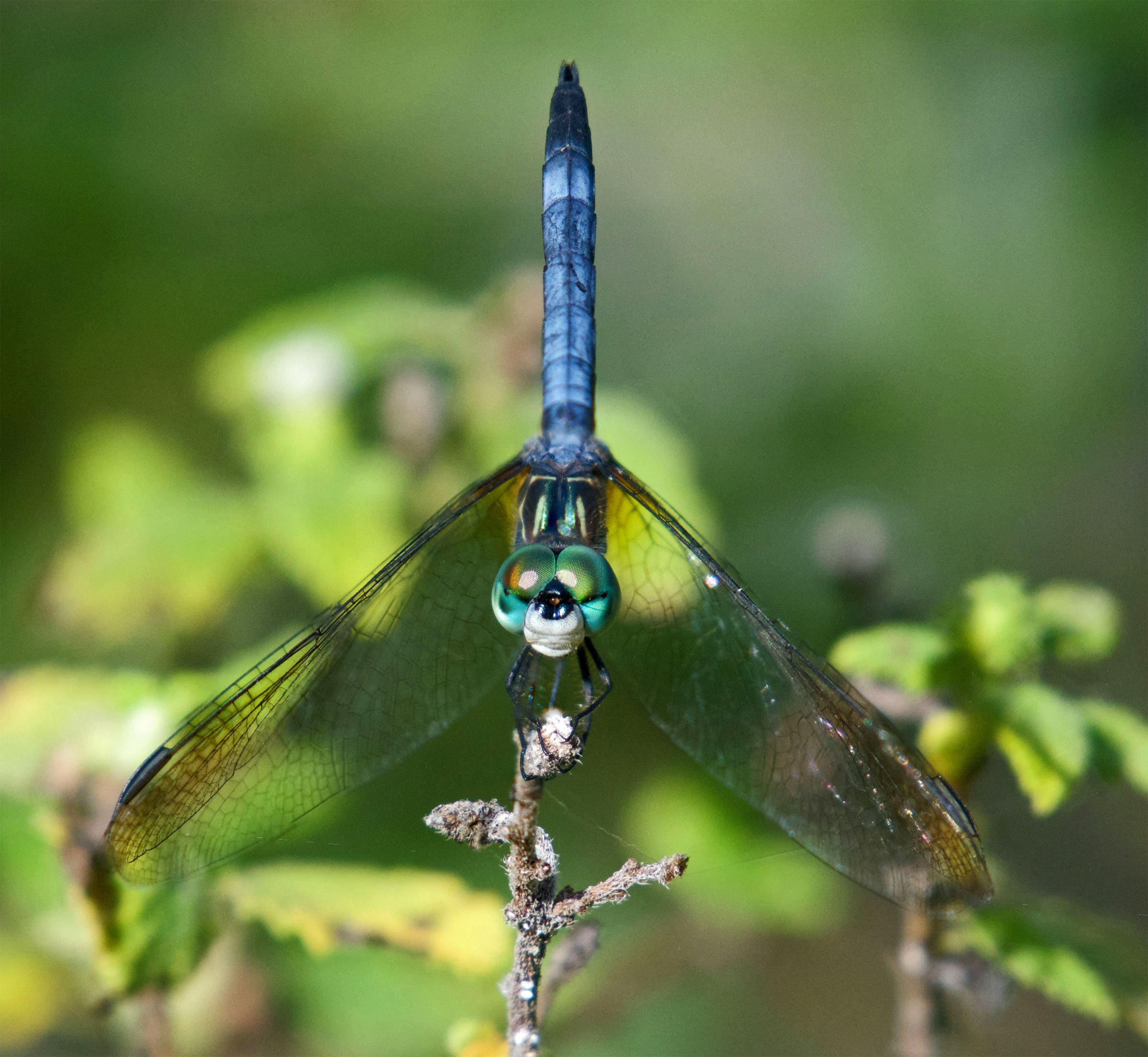 Dragonfly and focus – Benweb 3.2