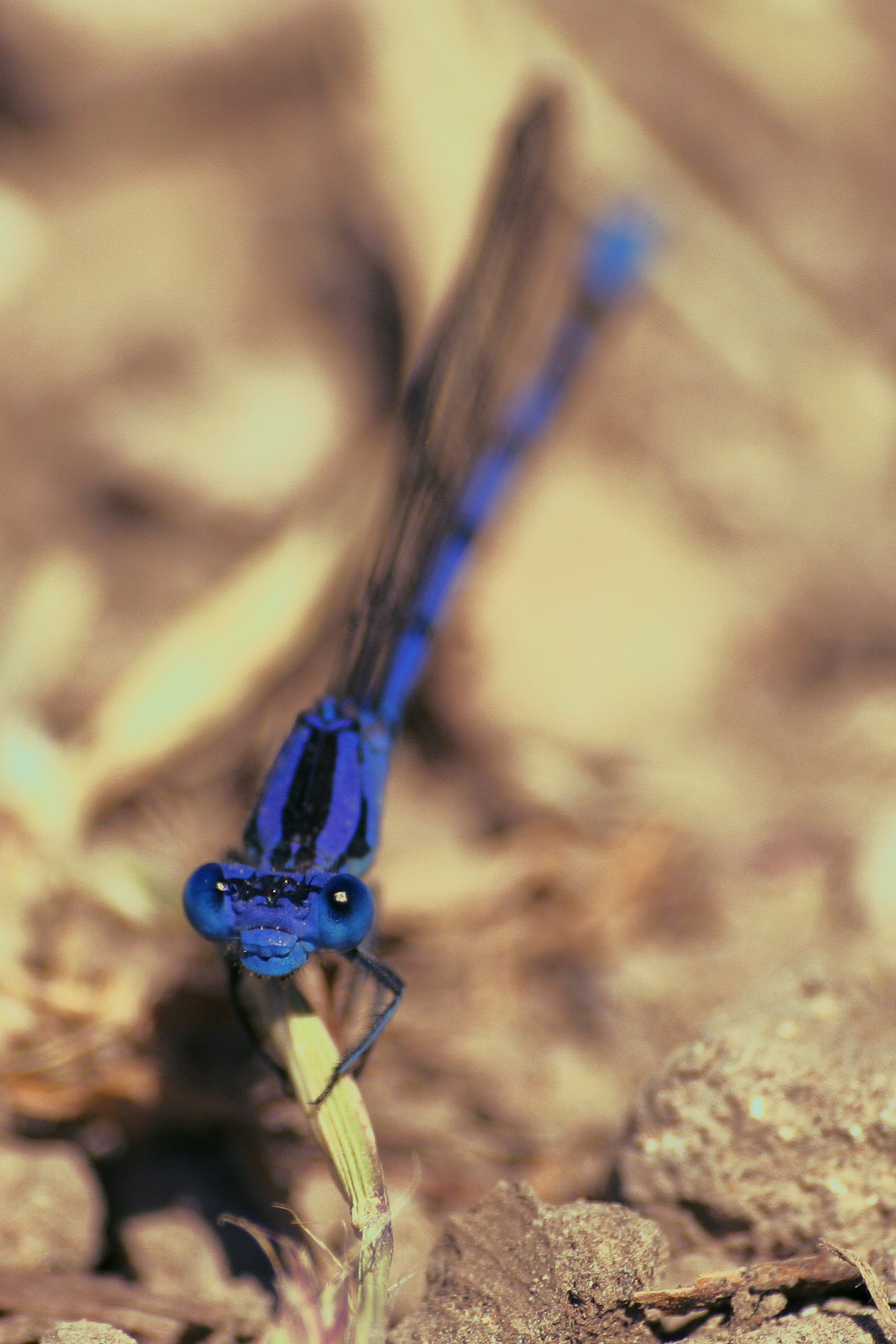 Blue dragonfly photo