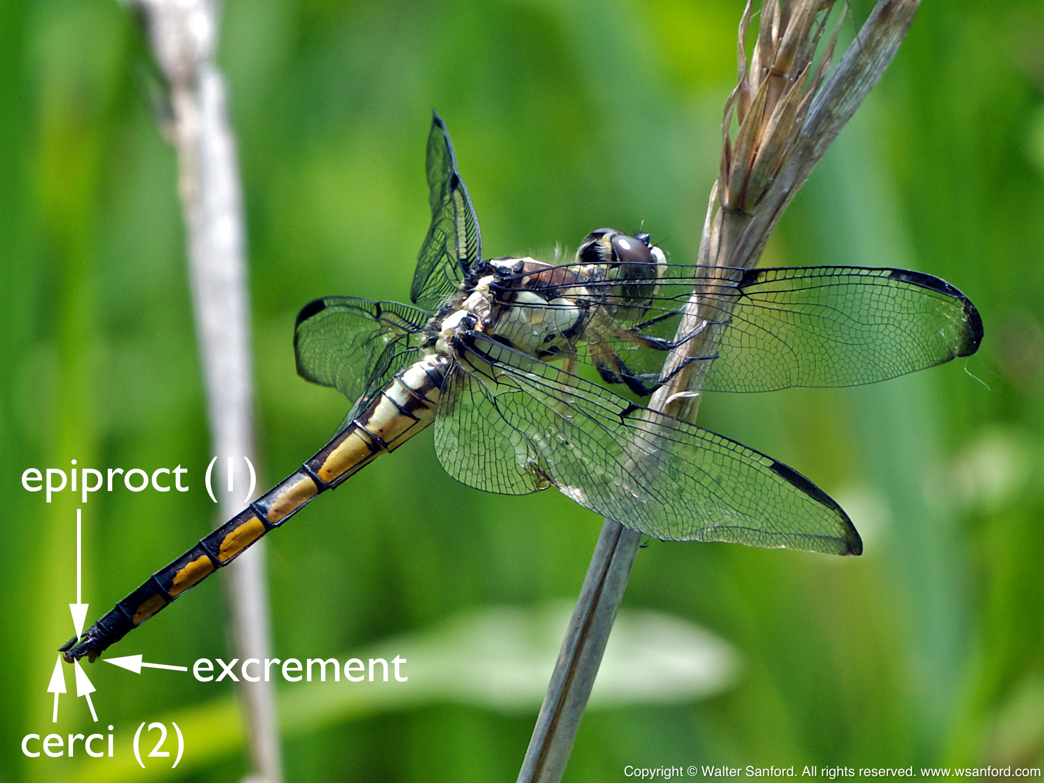 Great Blue Skimmer dragonfly terminal appendages | walter sanford's ...