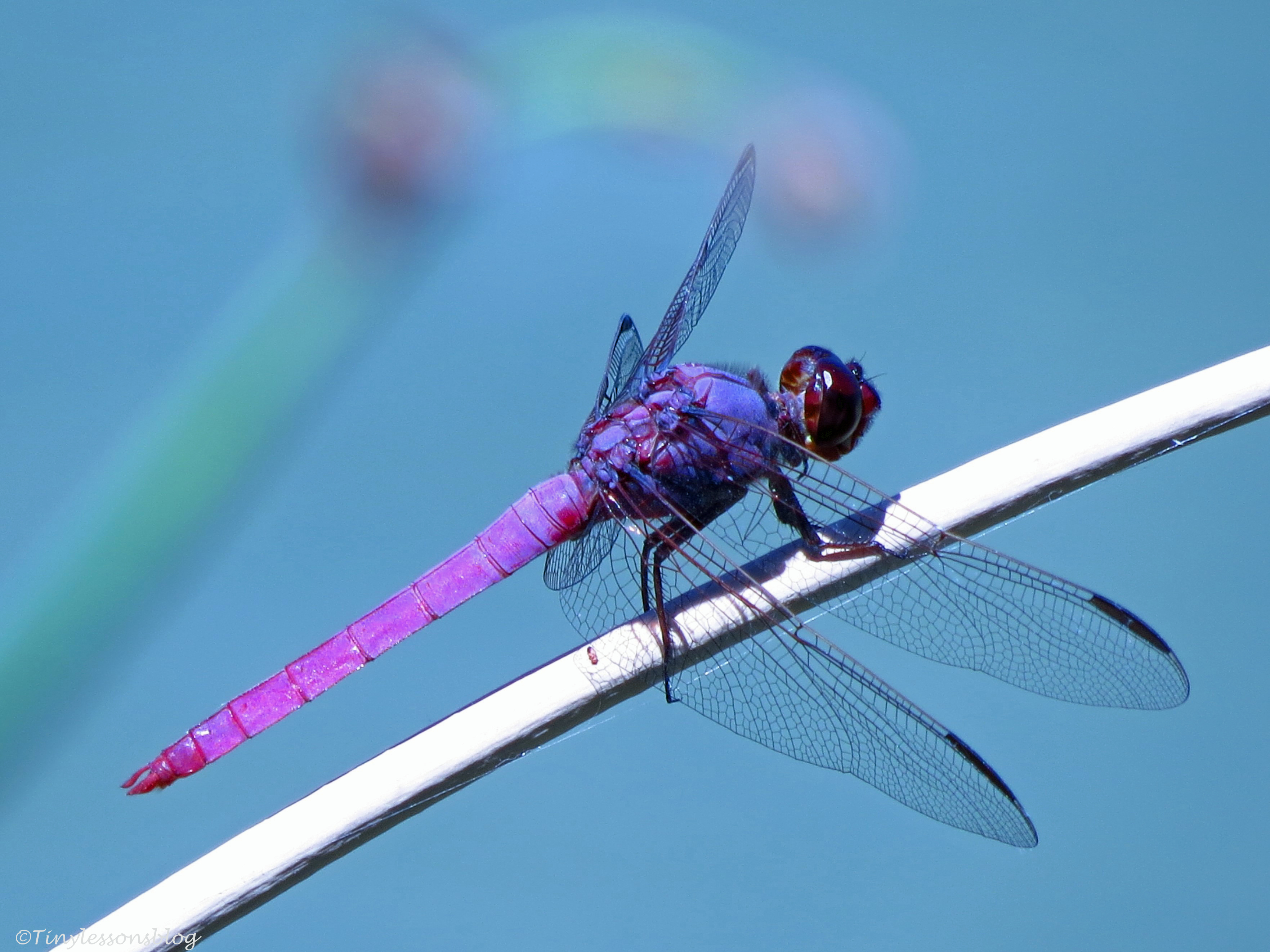 Blue dragonfly photos found on the web 