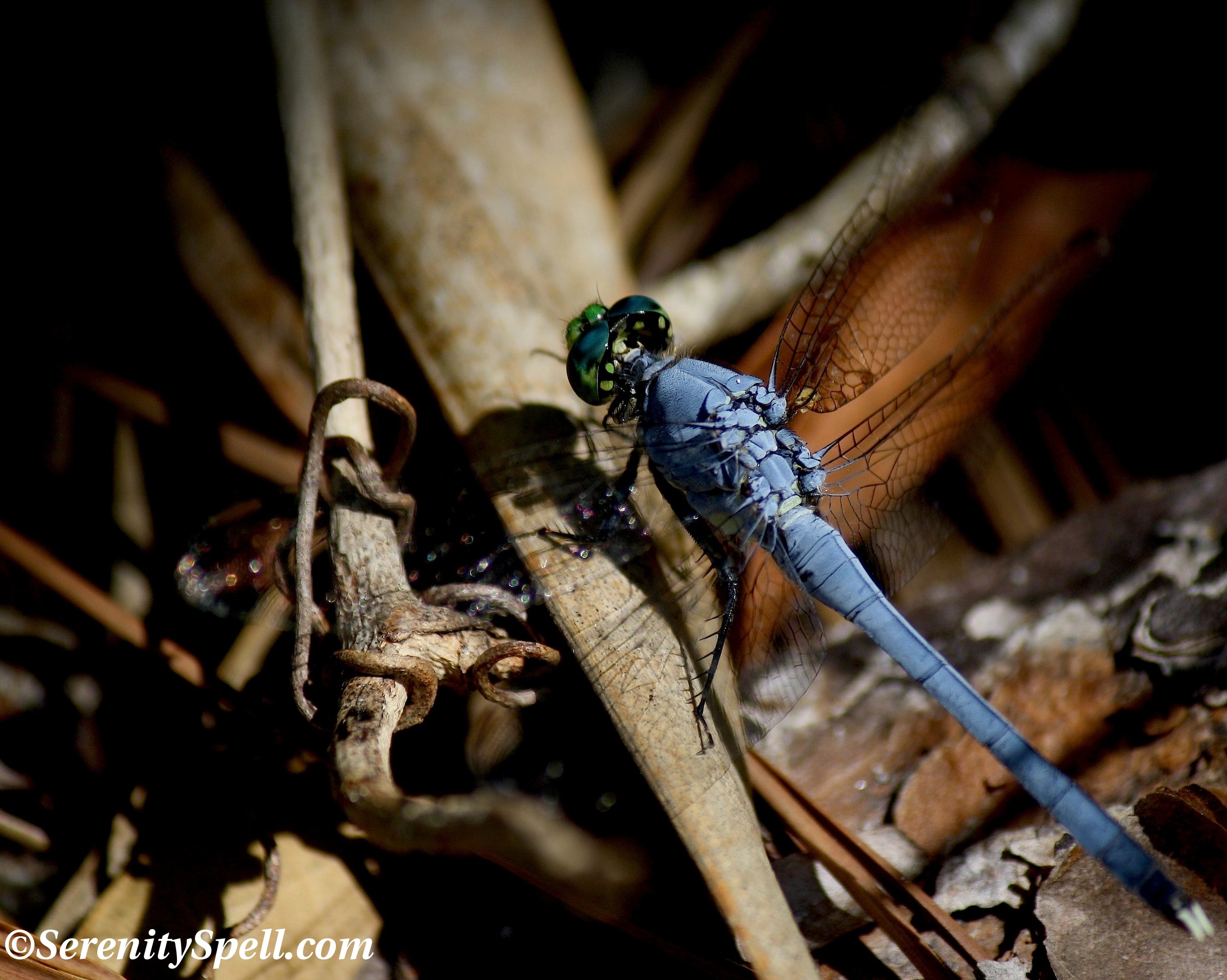 dragonflies | Serenity Spell