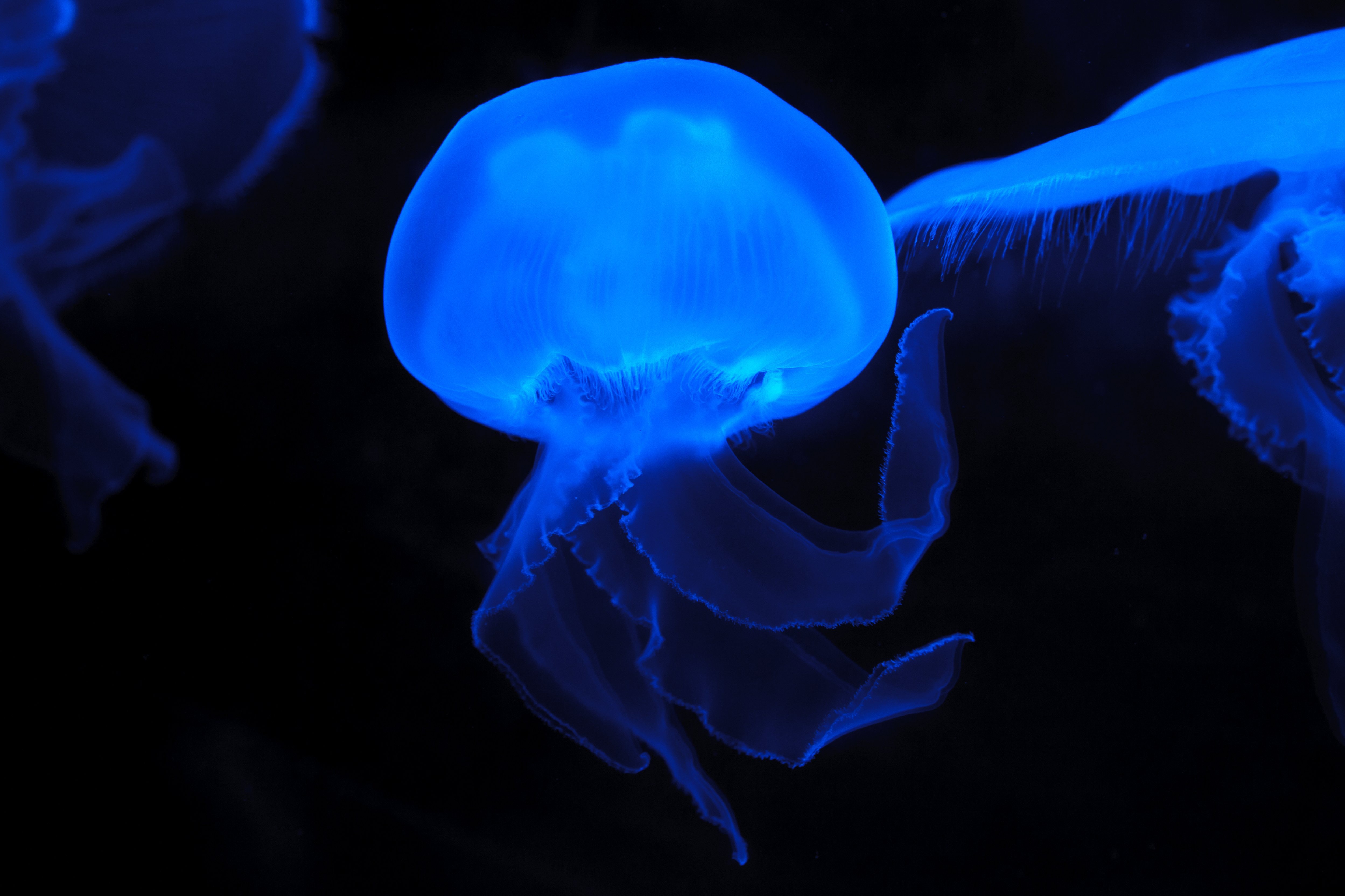 Blue Effect Colored Jellyfish, Animals, Blue, Creature, Fish, HQ Photo