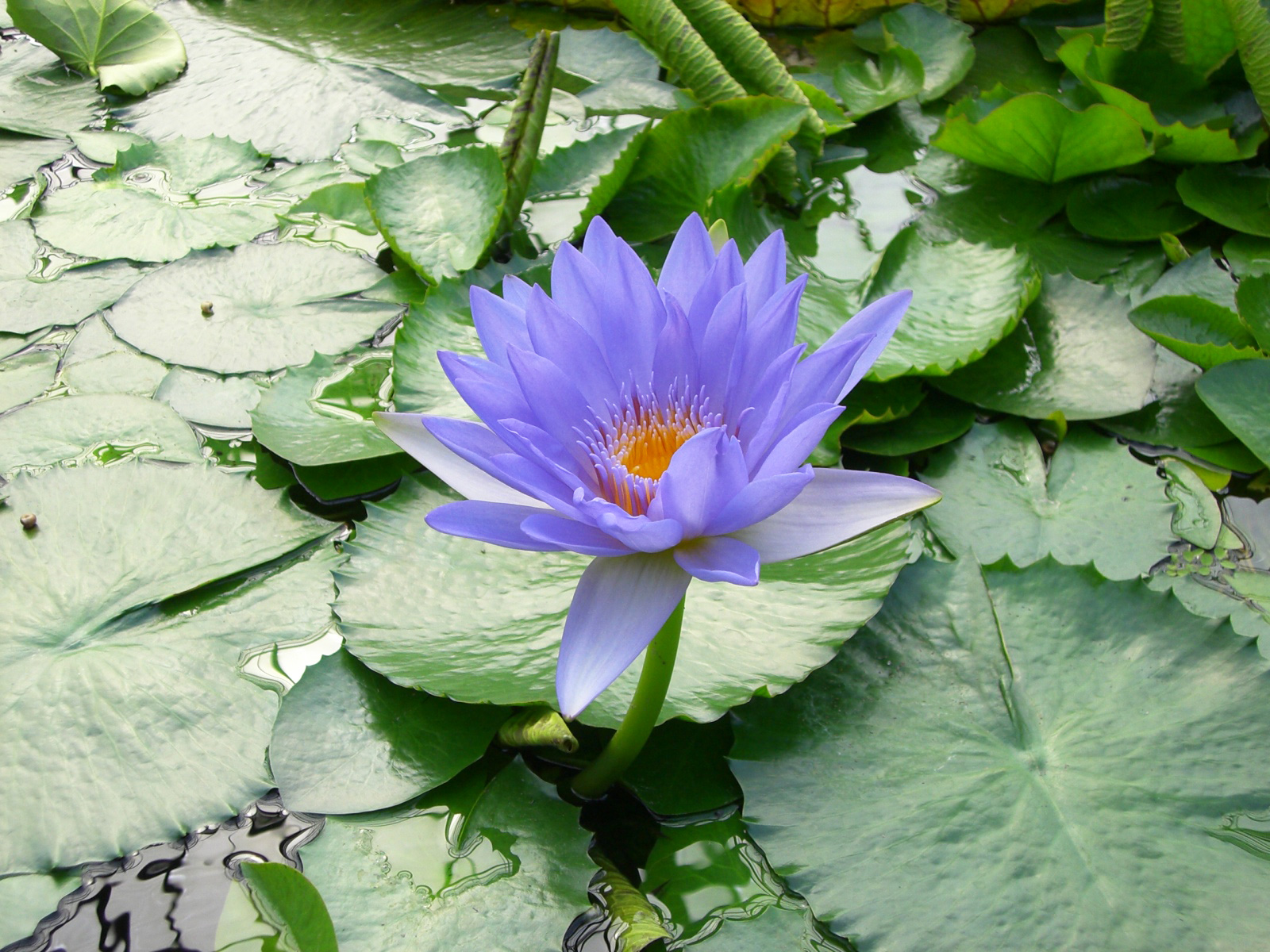 How To Grow Blue Lotus — Plant News