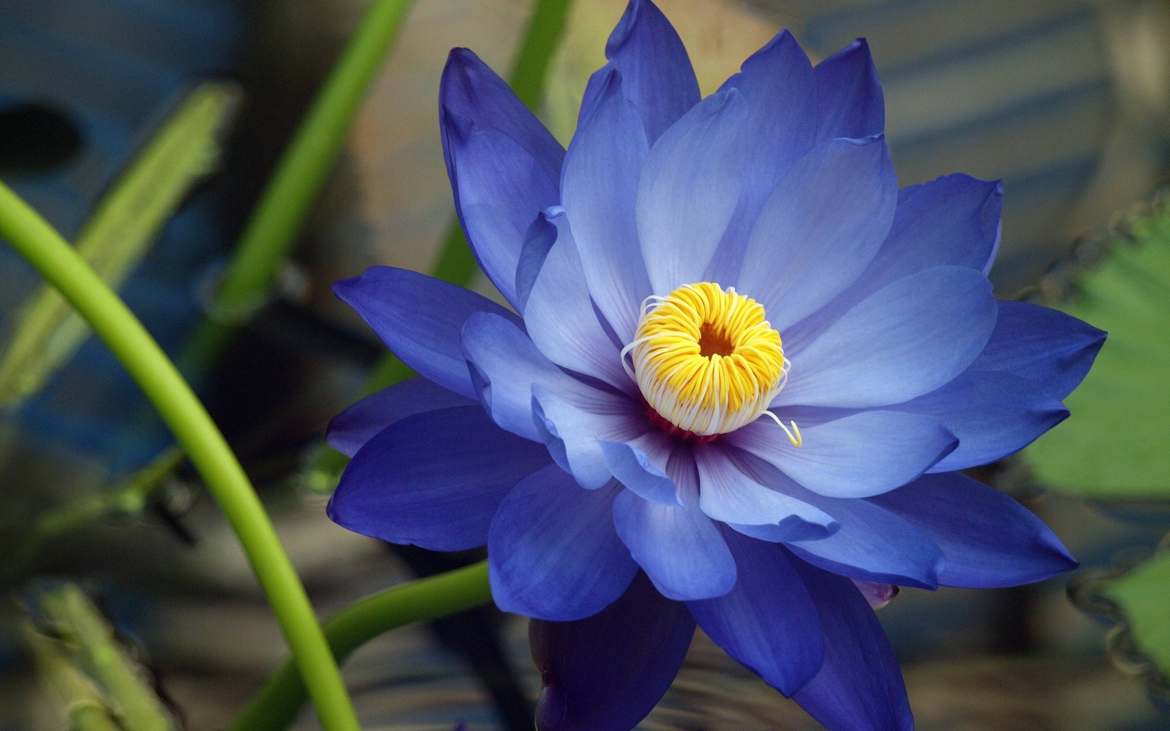 Blue Lotus Flower: Meaning and Symbolism - Mythologian.Net
