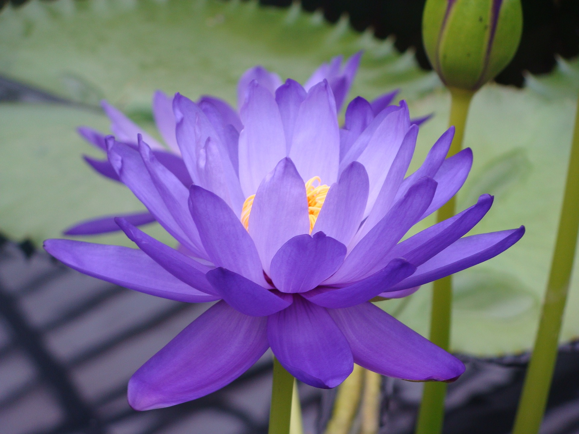 Medicinal benefits of Blue lotus - Usage and consumption