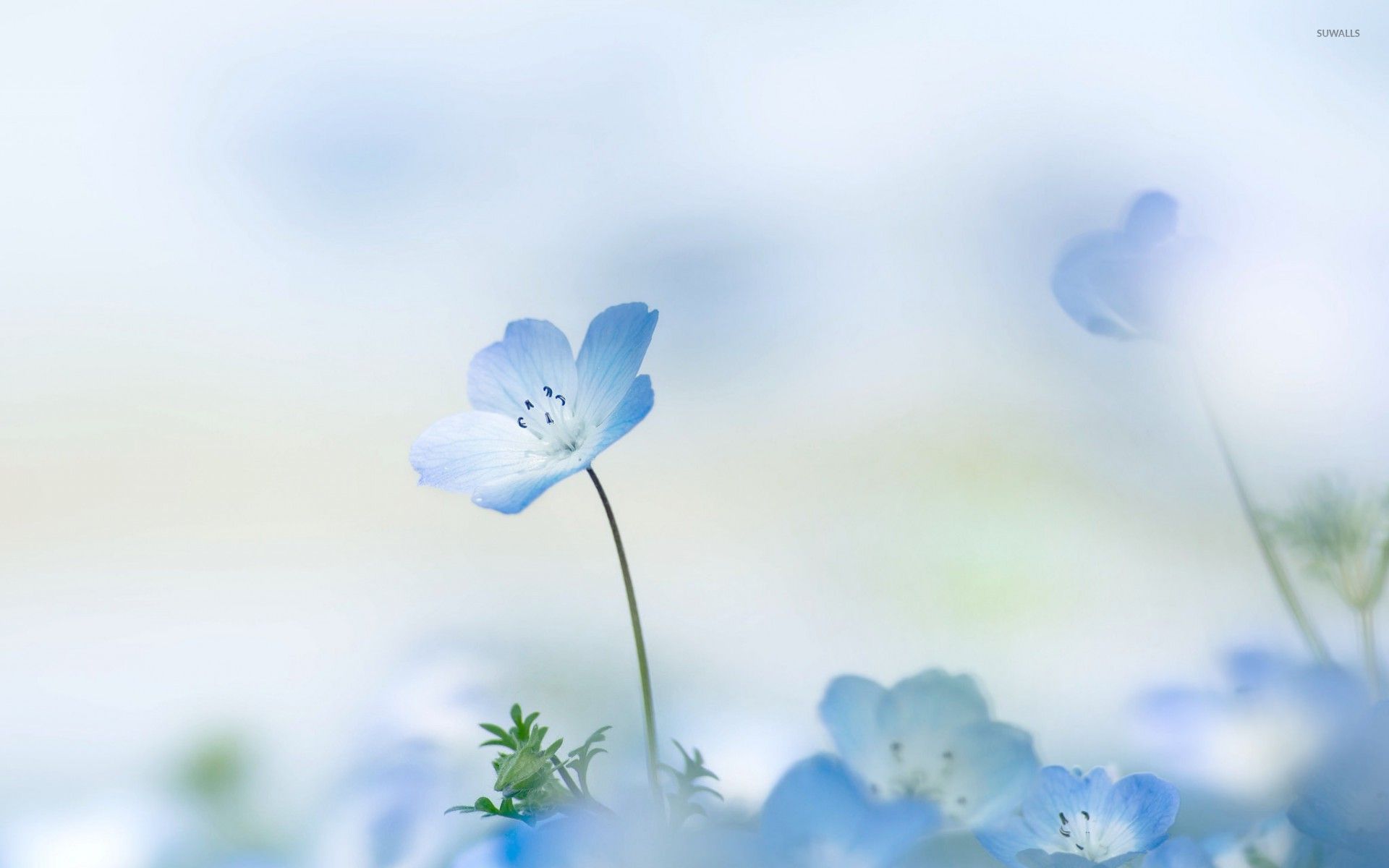 Small blue flower wallpaper - Flower wallpapers - #53407
