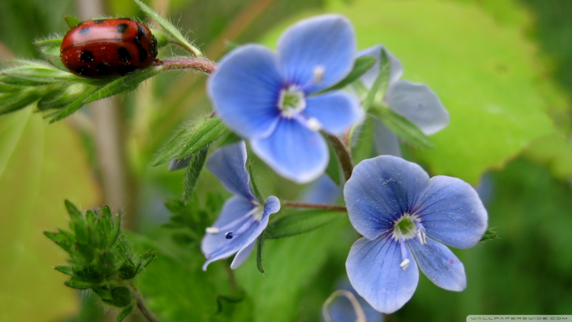 Bug and Blue Flower ❤ 4K HD Desktop Wallpaper for 4K Ultra HD TV ...