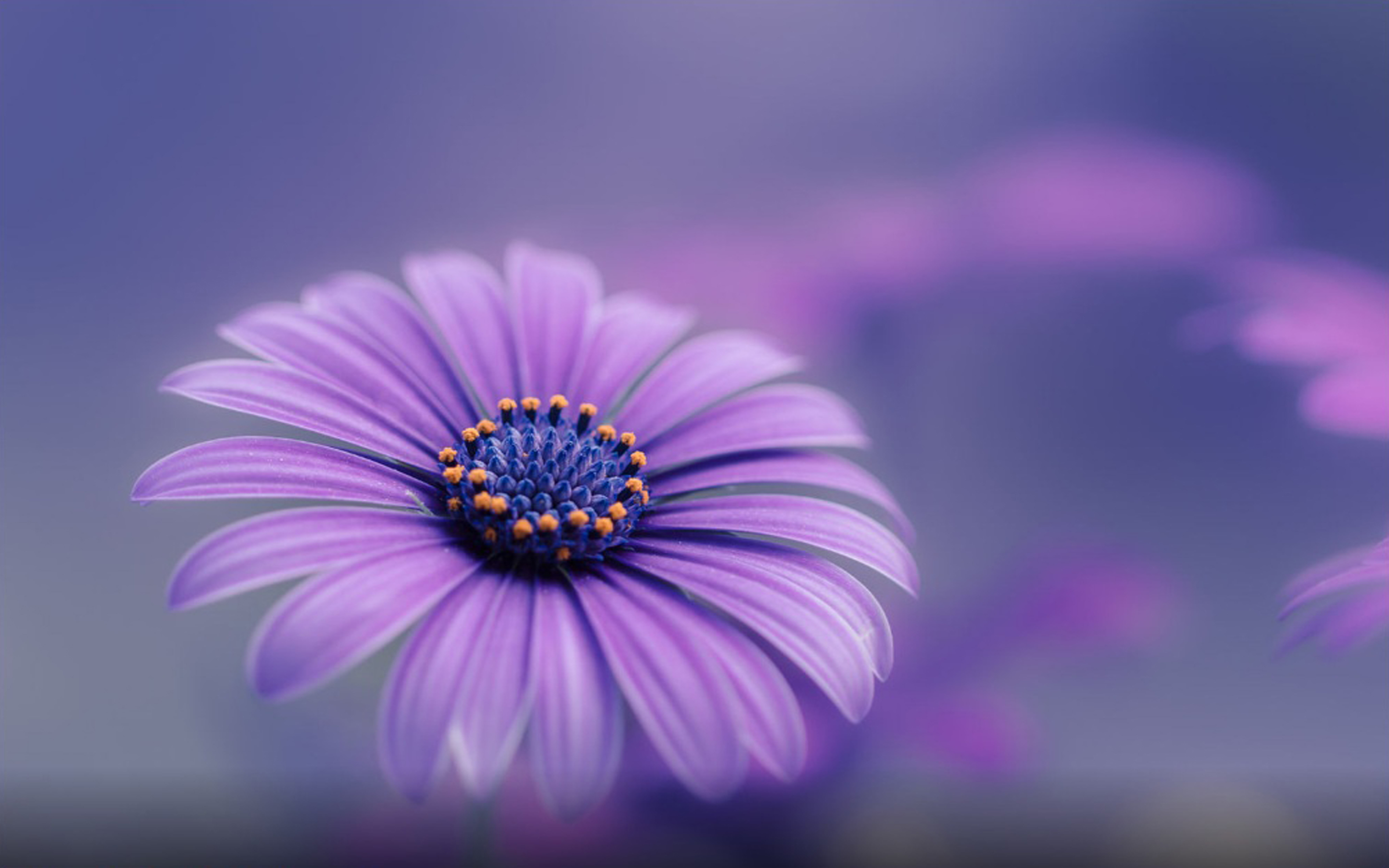 Purple Blue Flower Hd Wallpapers For Mobile Phones And Computers ...