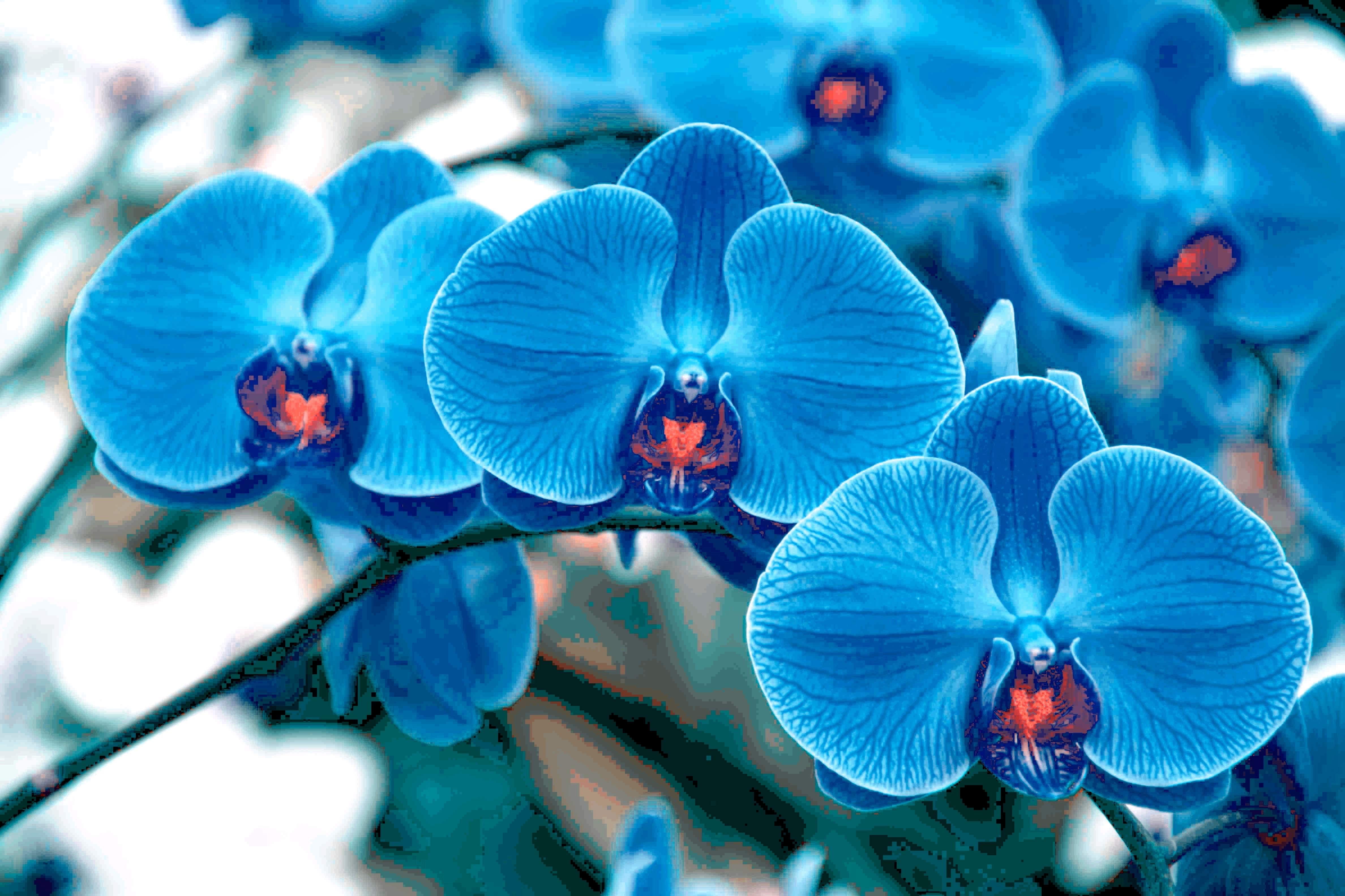 Flower Phalaenopsis Flowers Blue Orchids Orchid Wallpaper Black And ...