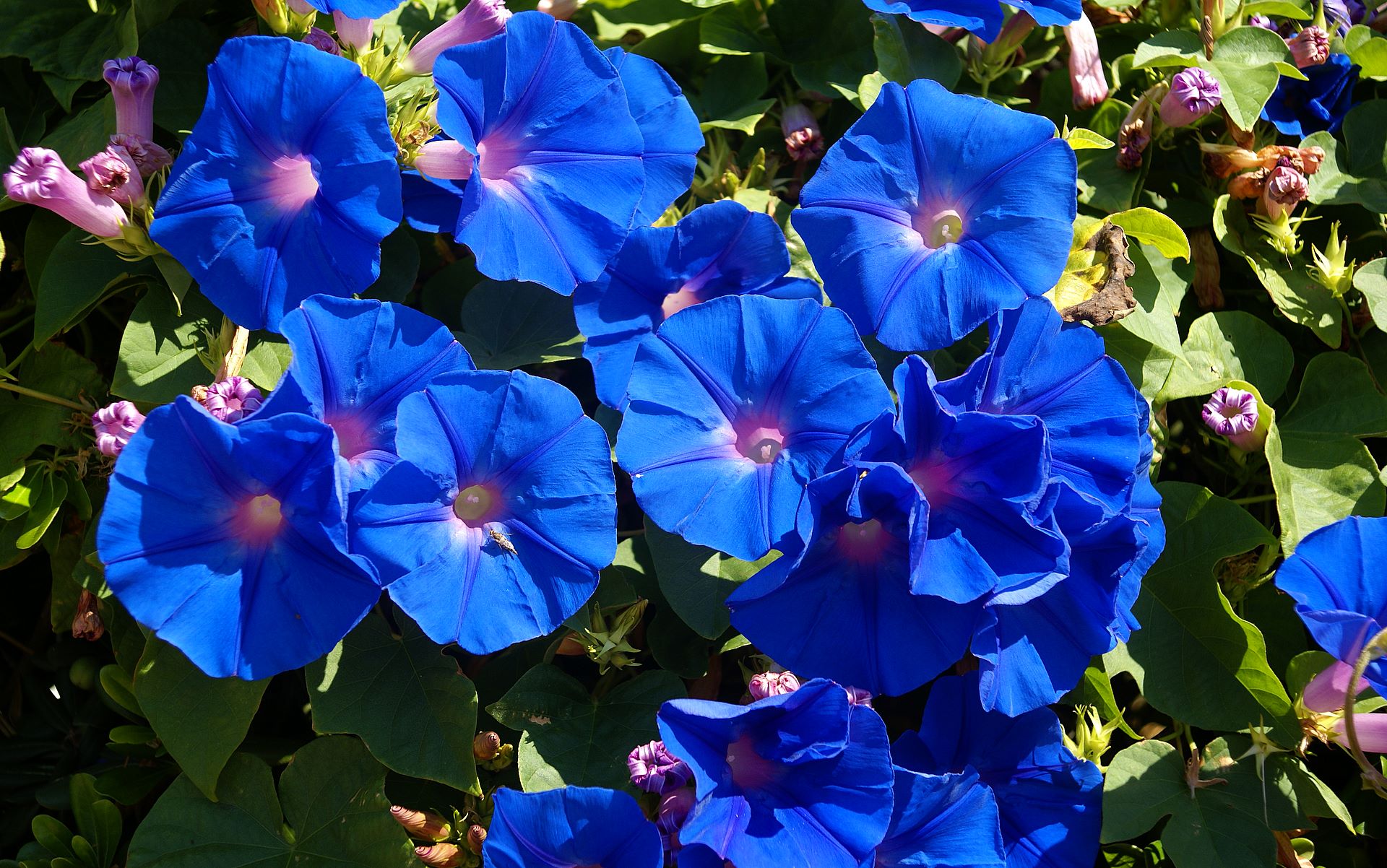 Outdoor & Garden: List Of Blue Flowers Names 1 Free Hd Wallpaper ...