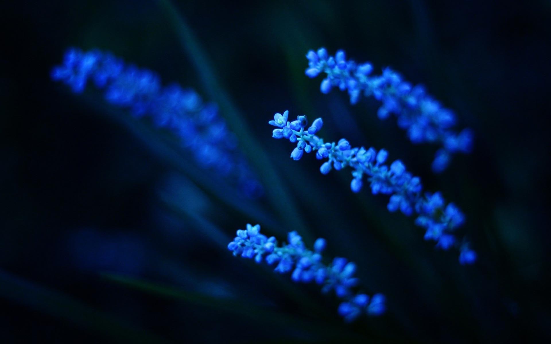 Free Blue Flower Wallpapers Picture « Long Wallpapers