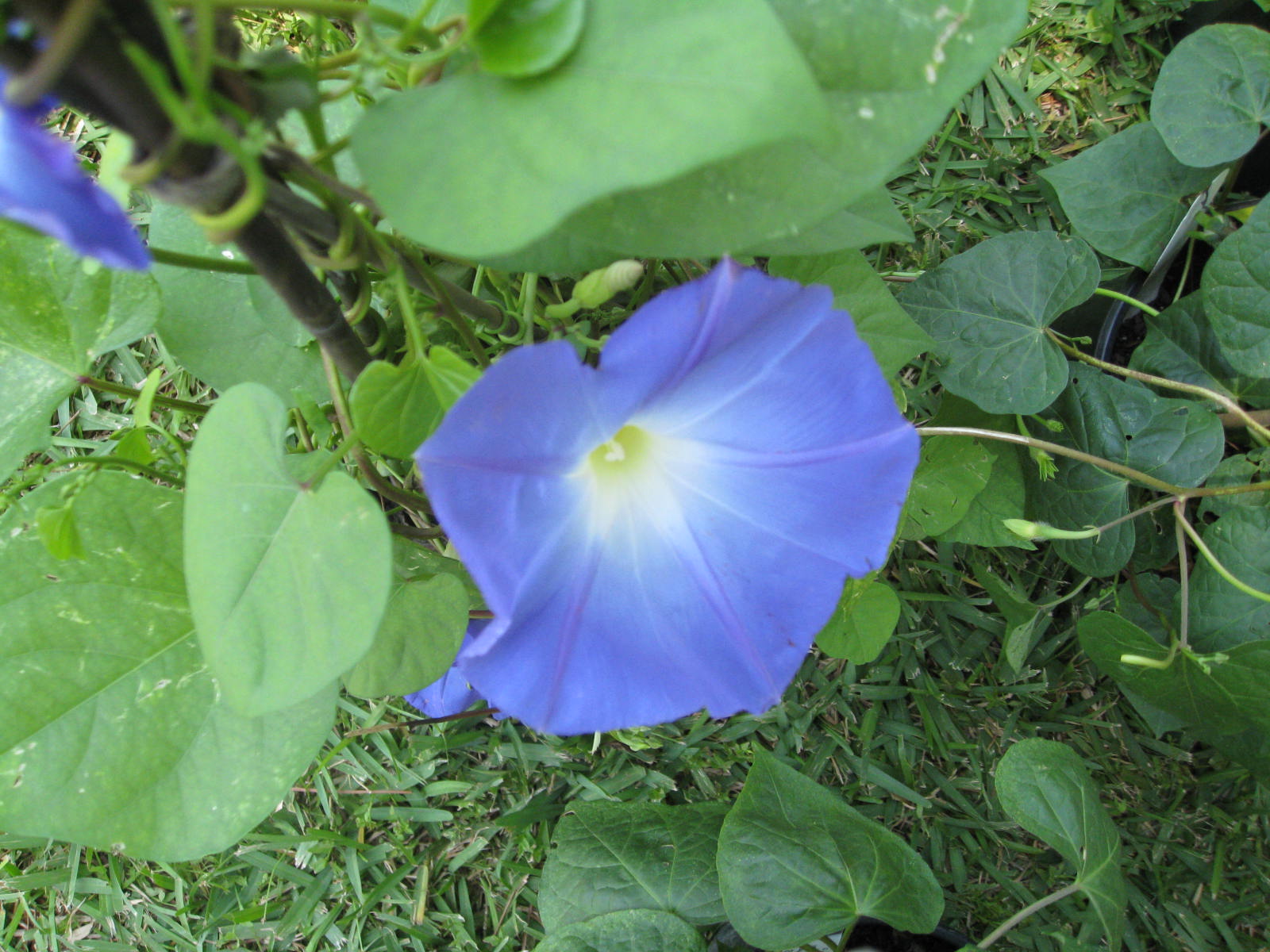 Online Plant Guide - Ipomoea purpurea 'Heavenly Blue' / Heavenly ...