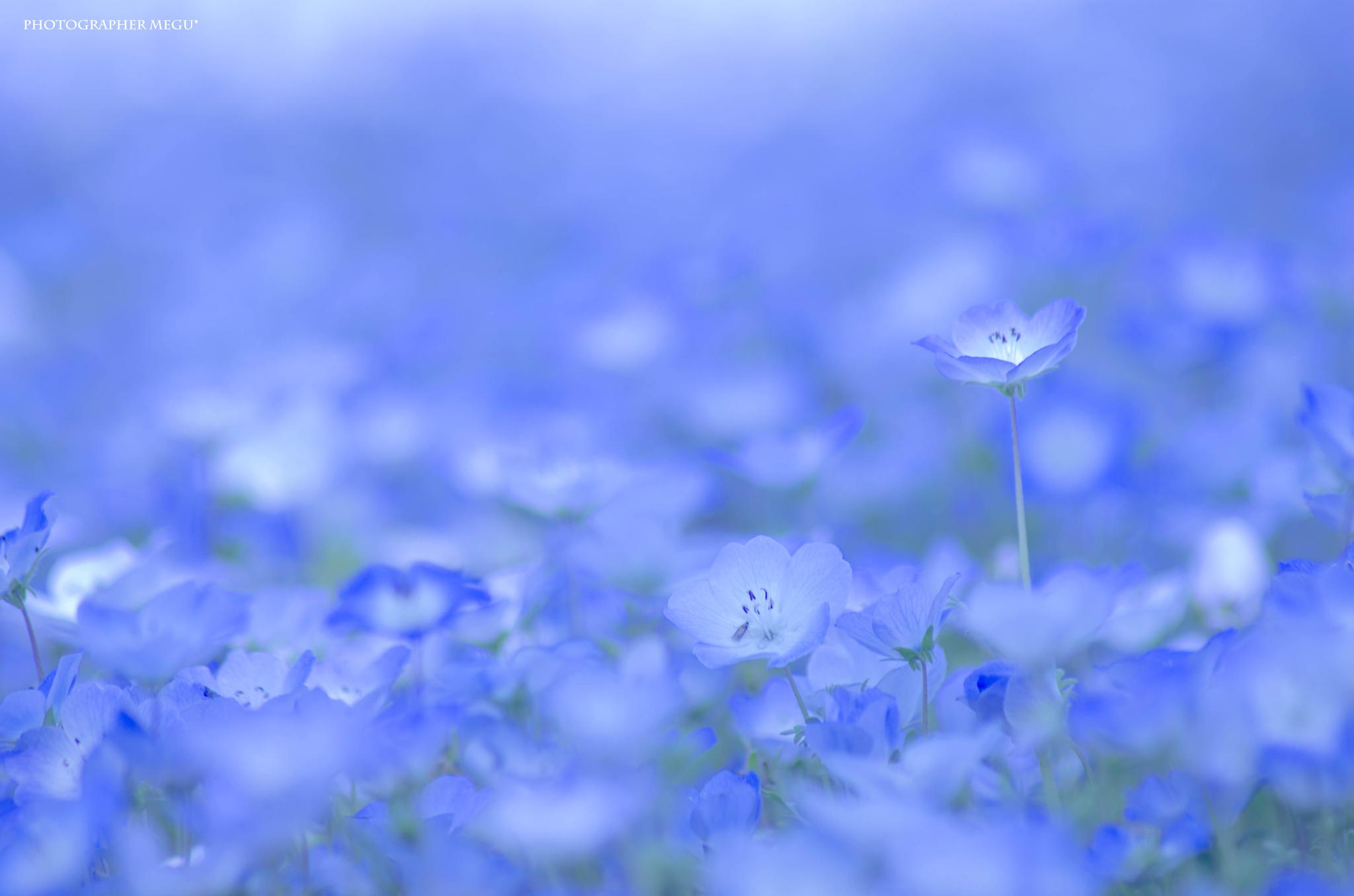Нежно голубой тон. Парк Хитачи немофила. Блуе Фловер. Голубые цветы. Красивый голубой.