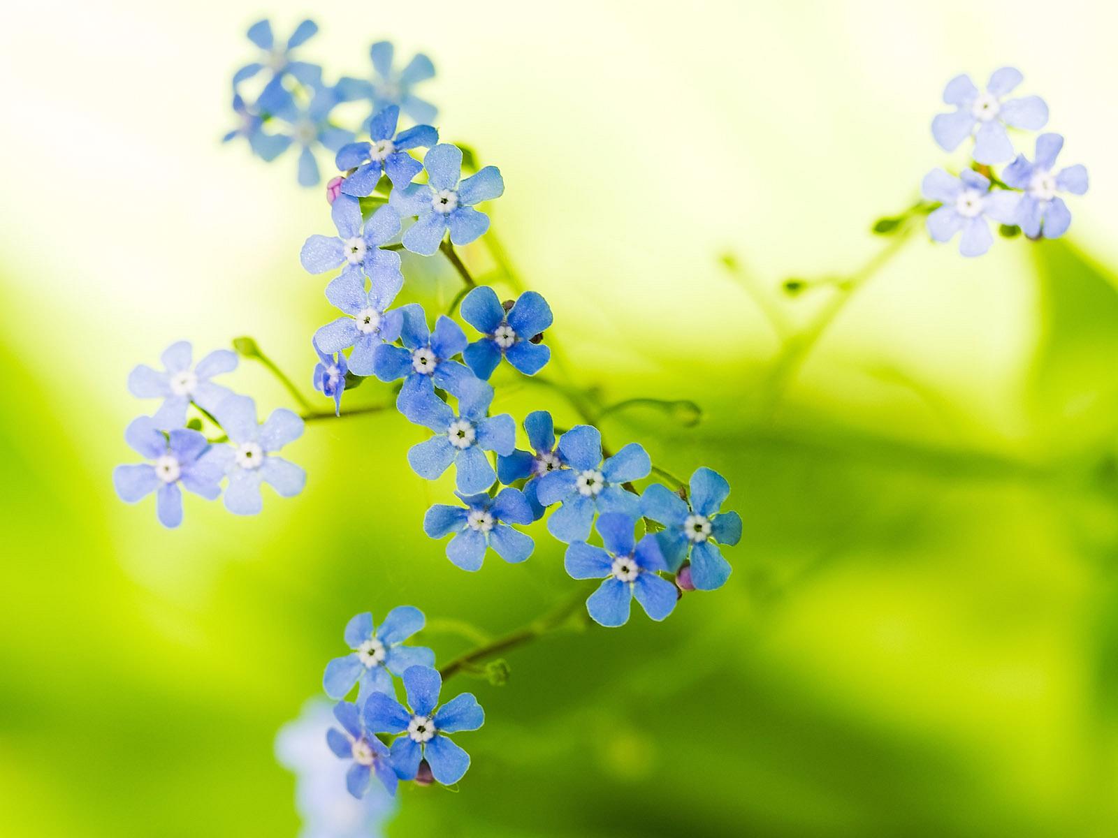 Light Blue Flower Wallpaper - ModaFinilsale