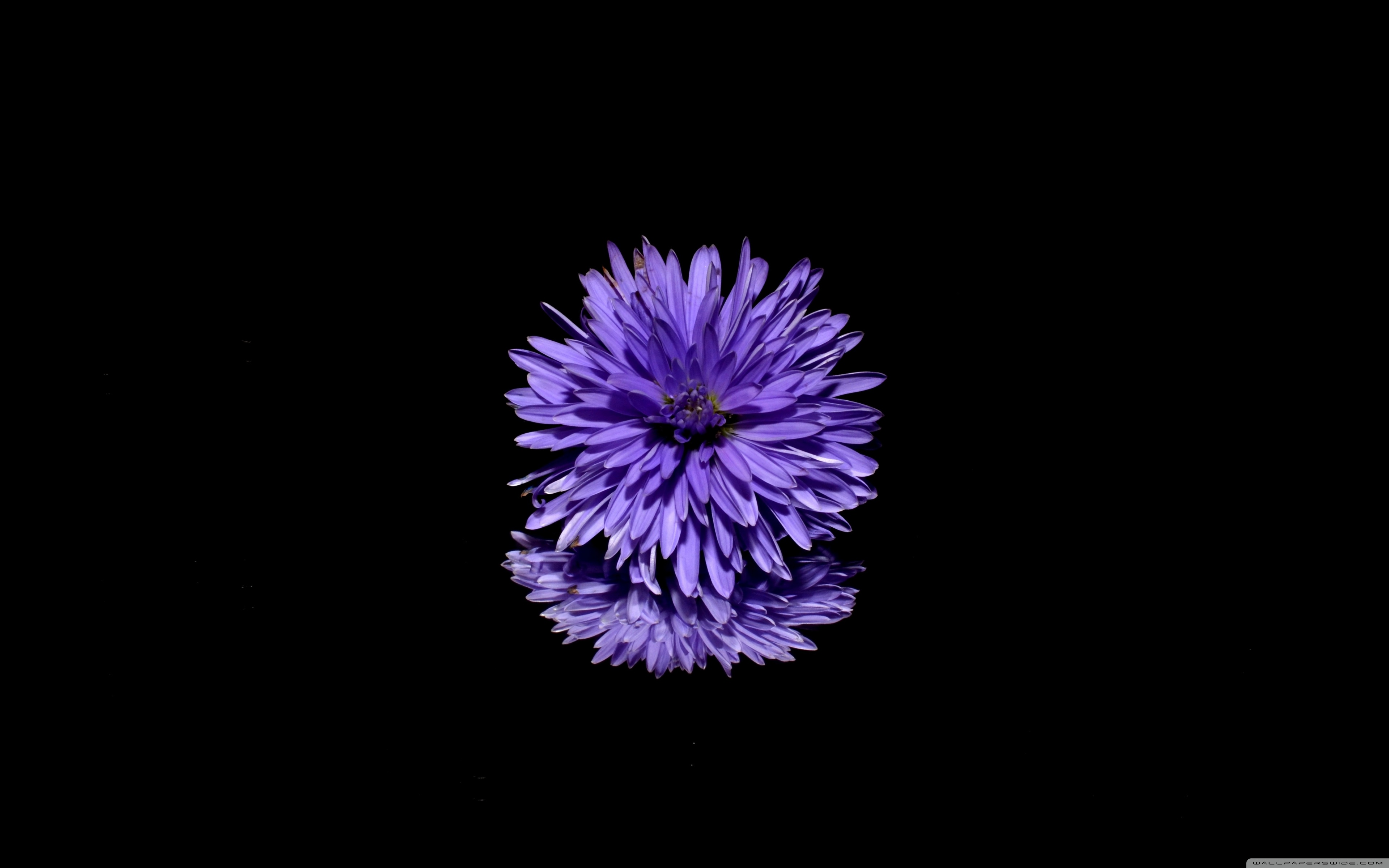 Blue Flower, Black Background ❤ 4K HD Desktop Wallpaper for 4K ...