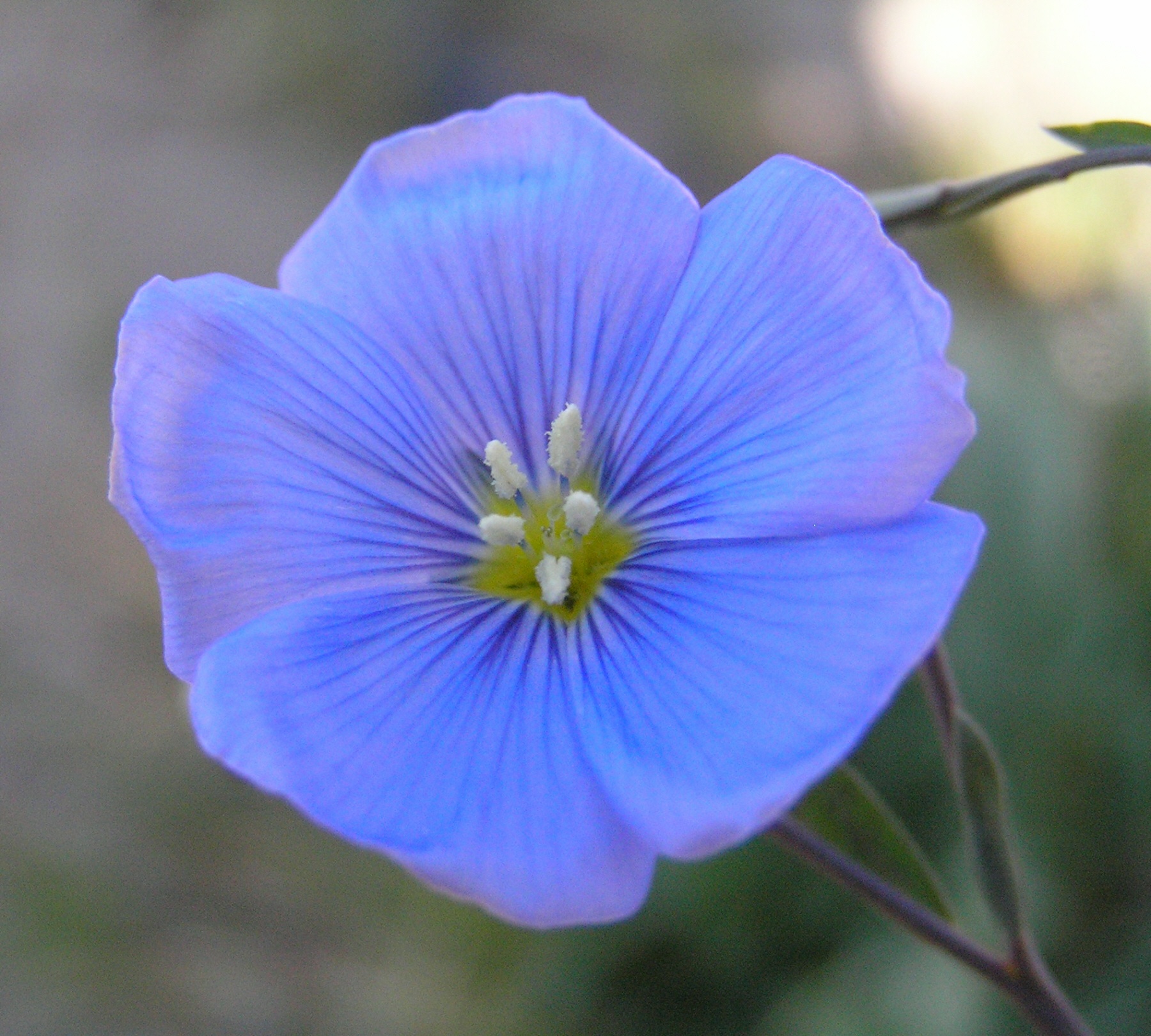 Perennial Blue Flax: a Lovely Blue Flower When Planted in Mass ...