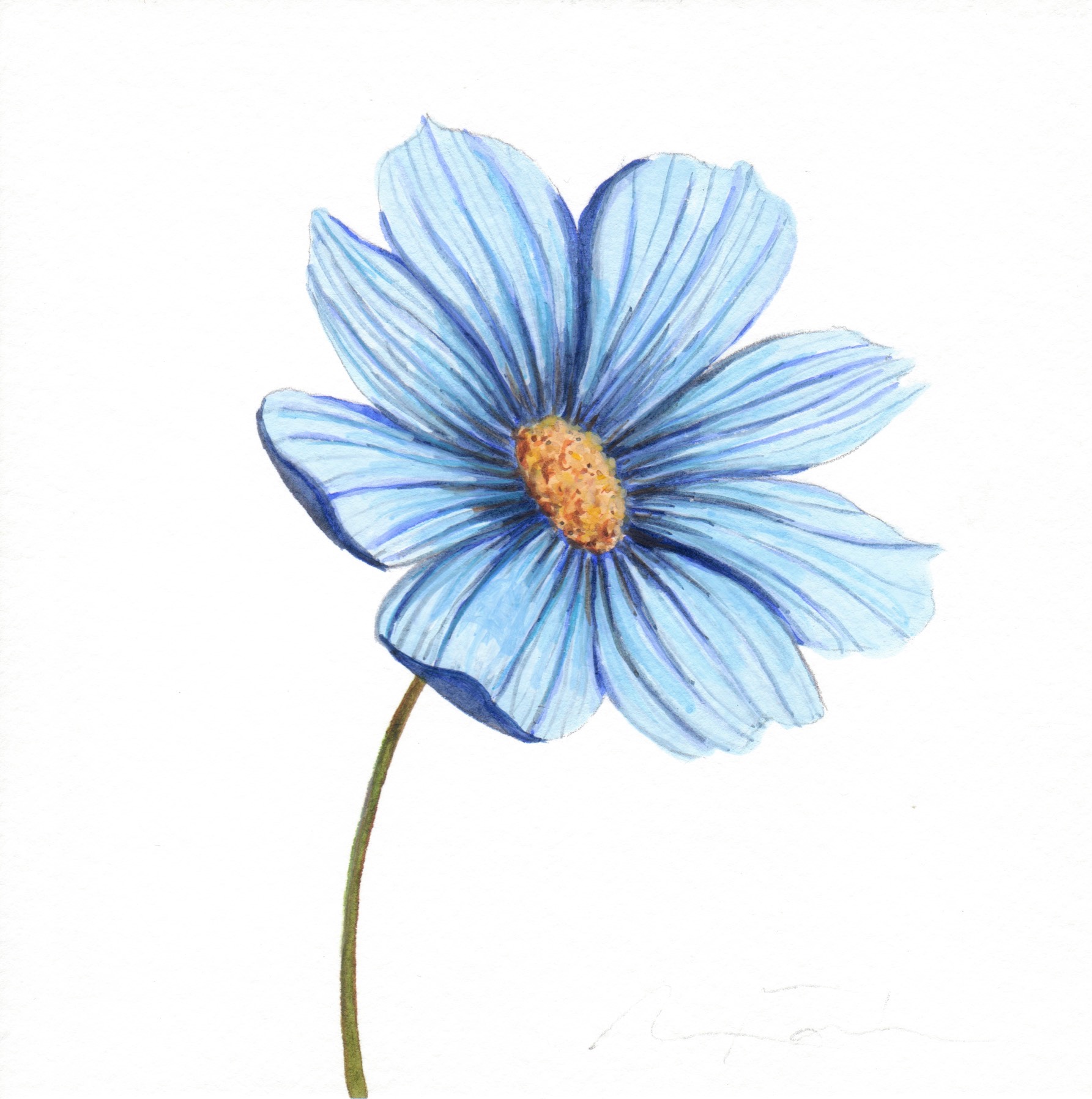 Blue Flower watercolor study - Angela Faustina