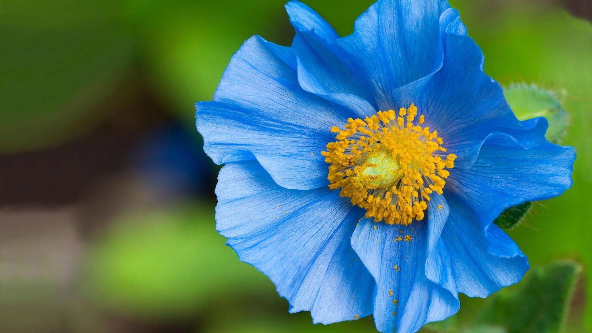 Beautiful Blue Flower – WeNeedFun