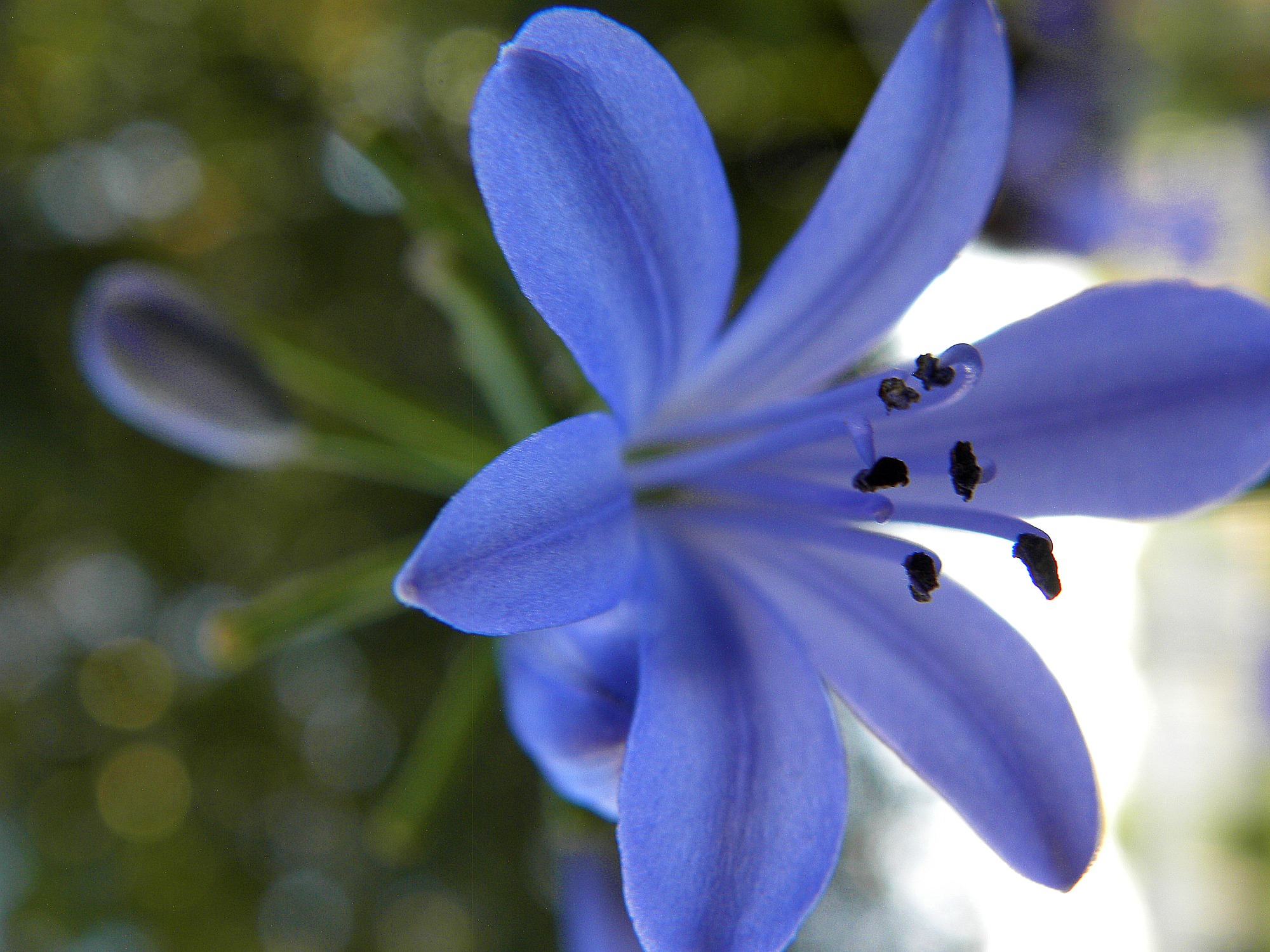 Blue flower, red thorns! | Morning Bray Farm