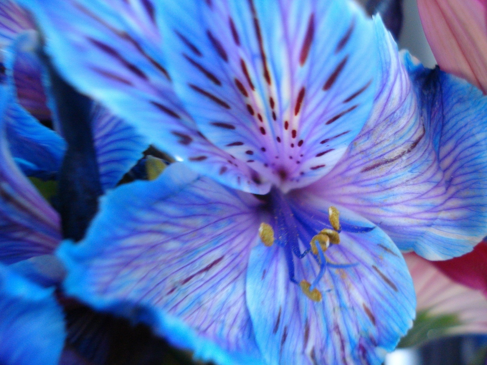 Blue Flower – WeNeedFun