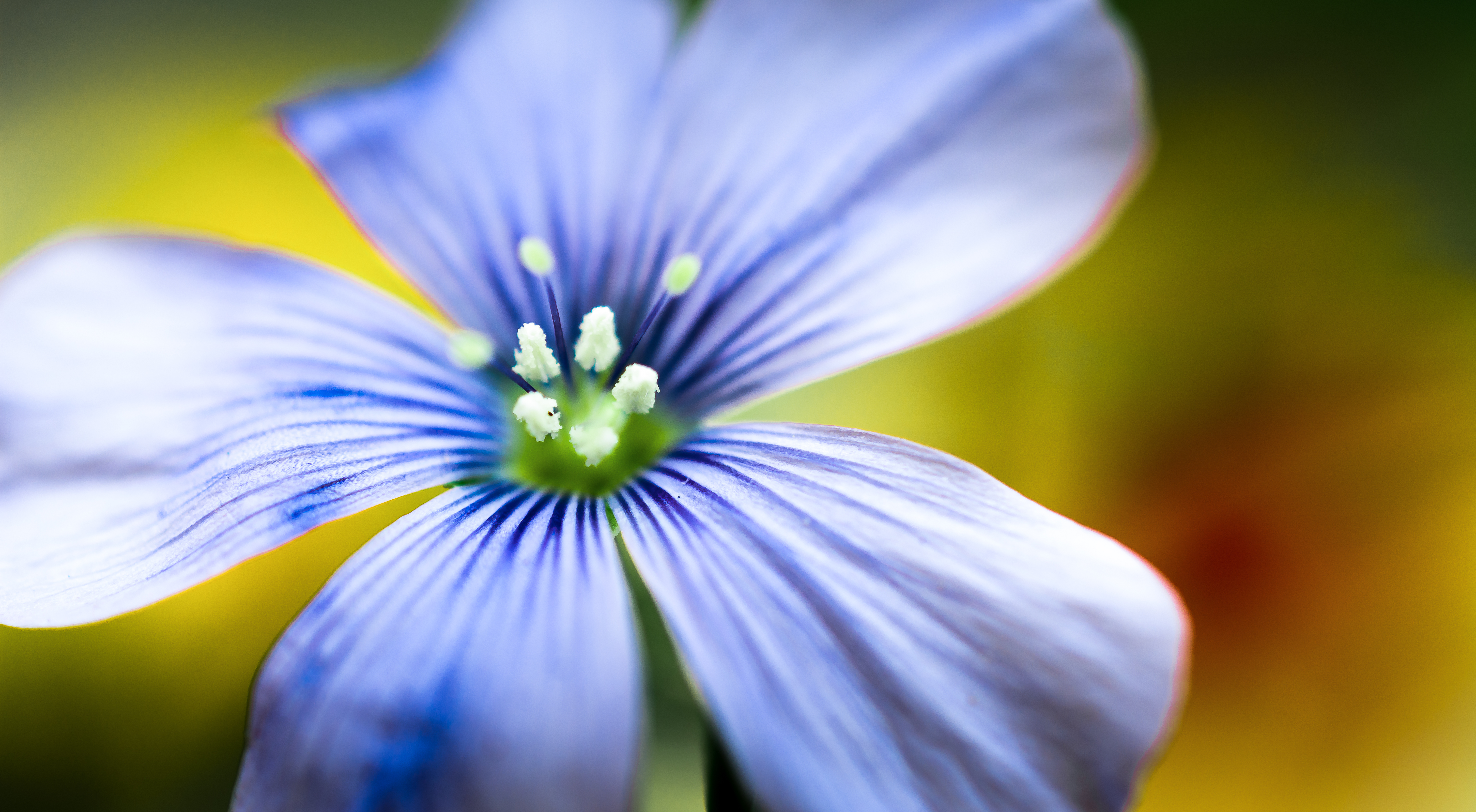 MinePhotoLife | Blue Flower Macro