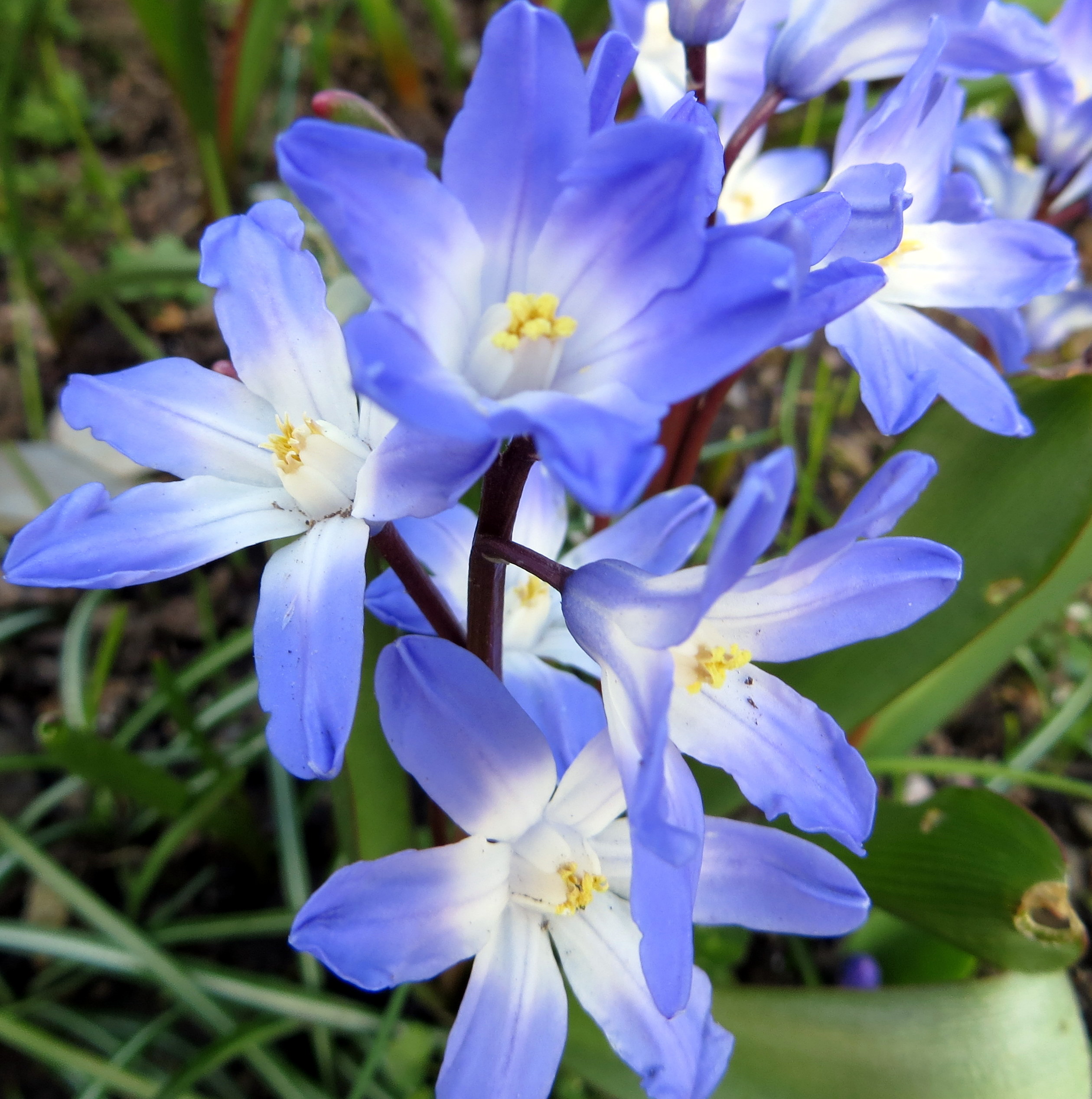 Blue flower macro photo