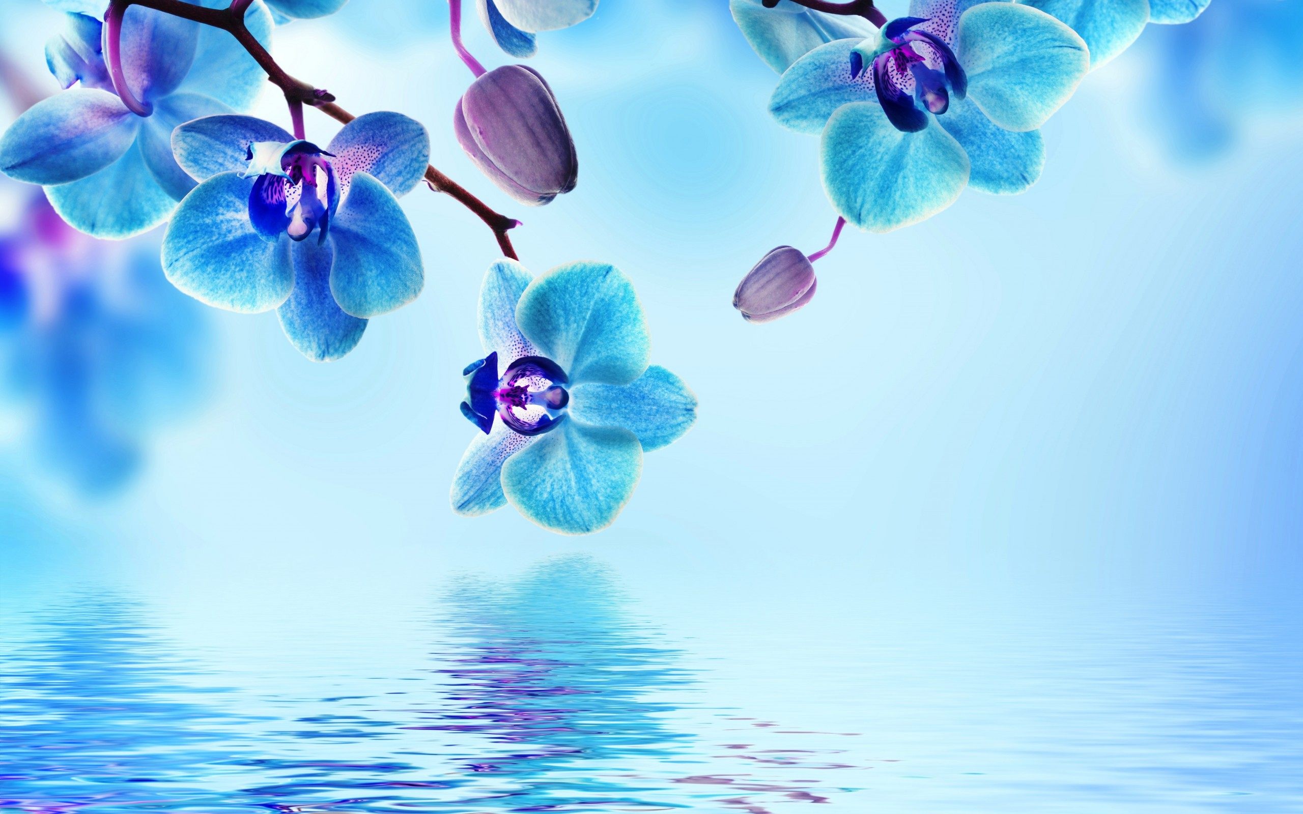 Free Blue Flower Wallpapers Photo « Long Wallpapers