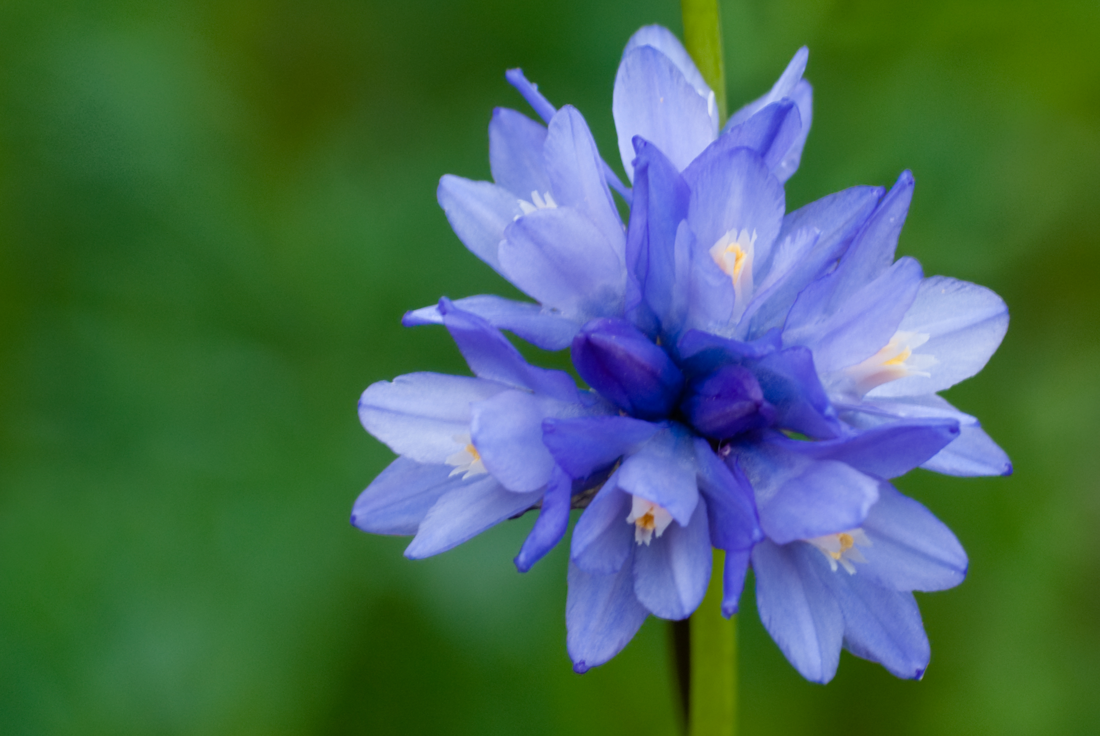 Blue Dick–Pretty Awful Name for a Very Pretty Flower – Redheaded ...