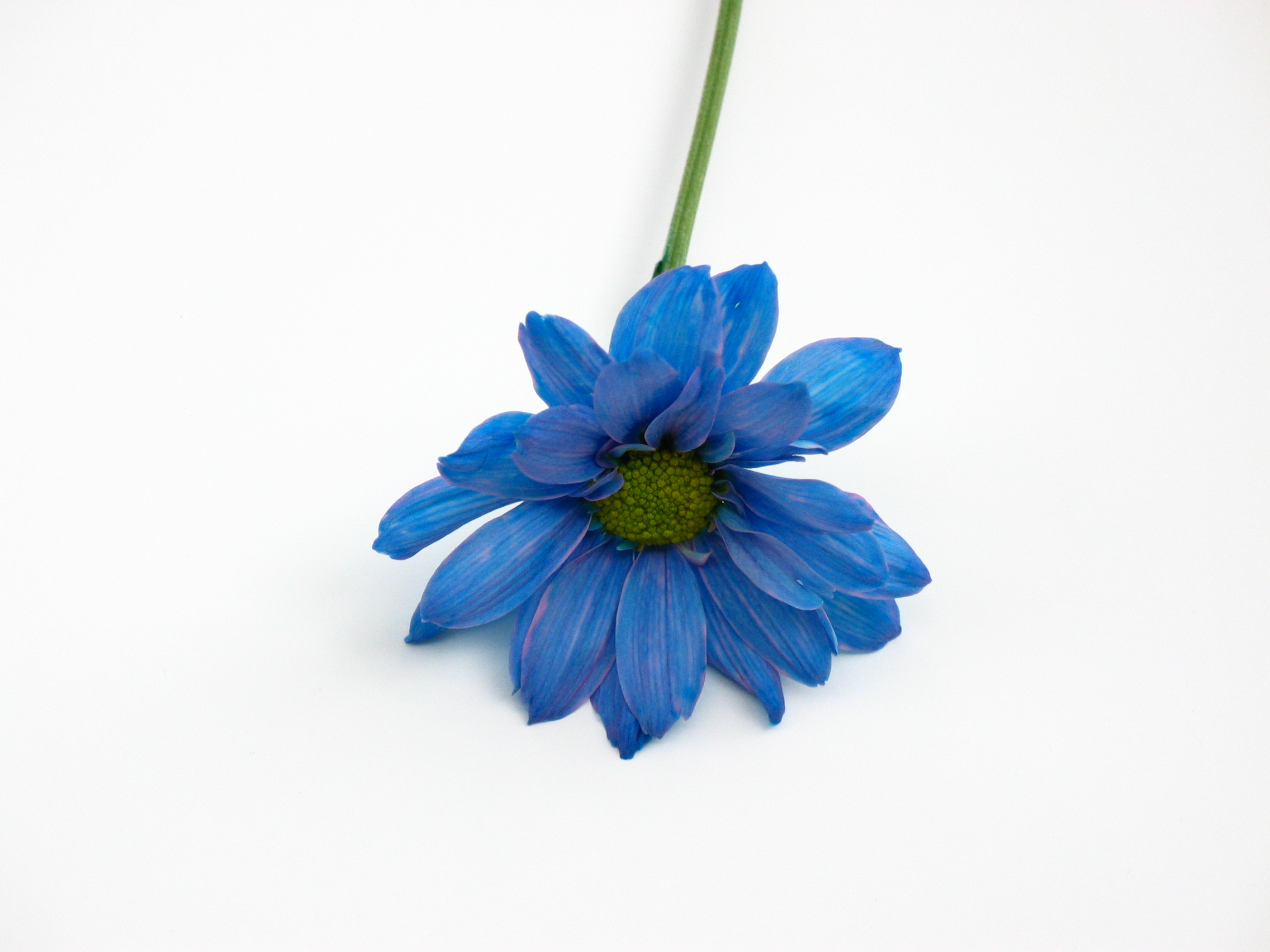 blue flower by bluewave-stock on DeviantArt