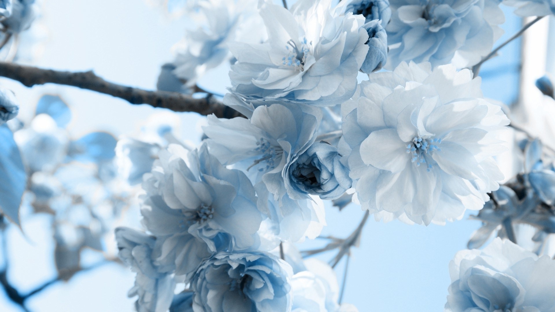 Blue Flower Wallpaper (47)