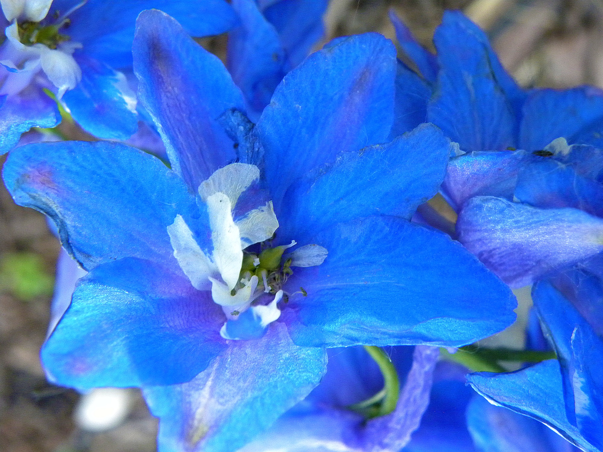 Blue flower, red thorns! | Morning Bray Farm
