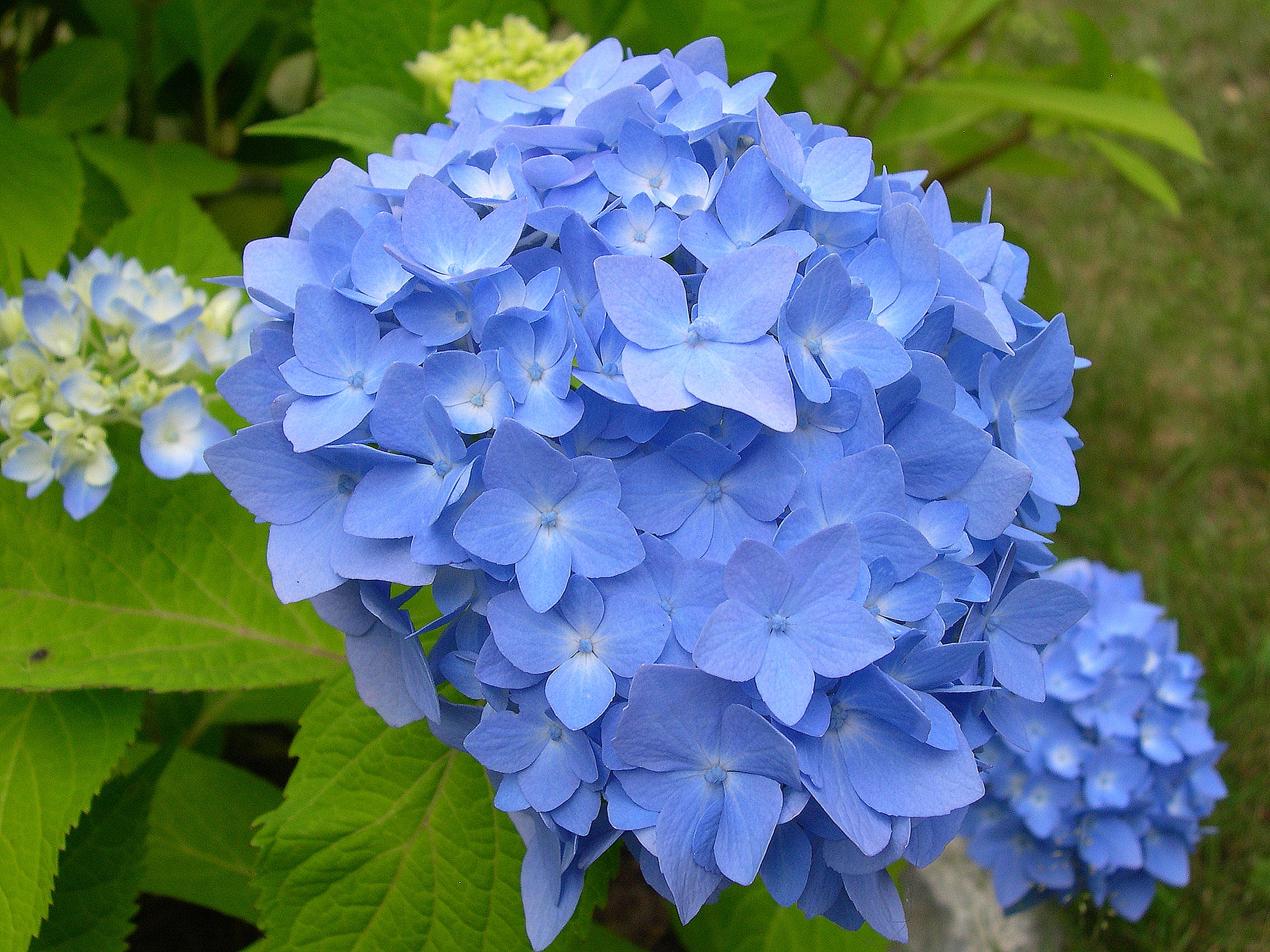 Some of My Blue Flower Pictures – Hydrangeas Blue