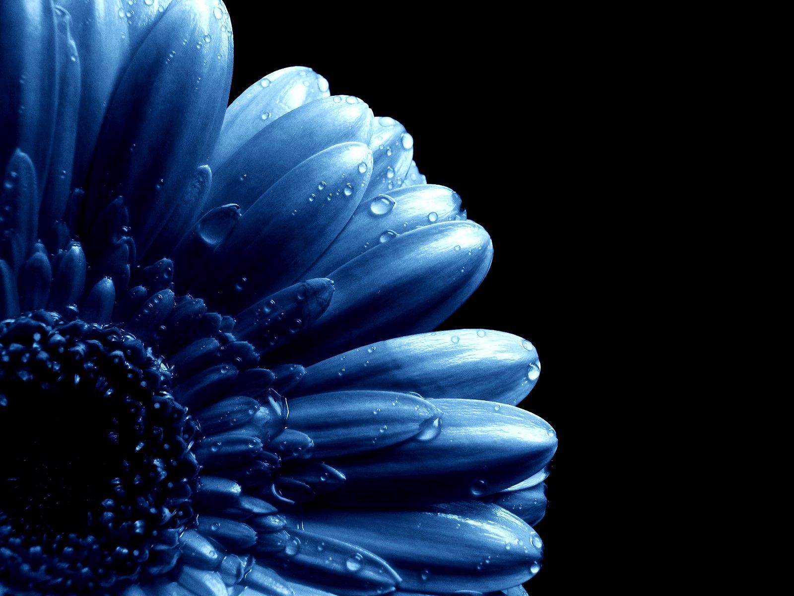 Blue Flowers | Blue Flower Stock | Blue on Blue | Pinterest | Blue ...