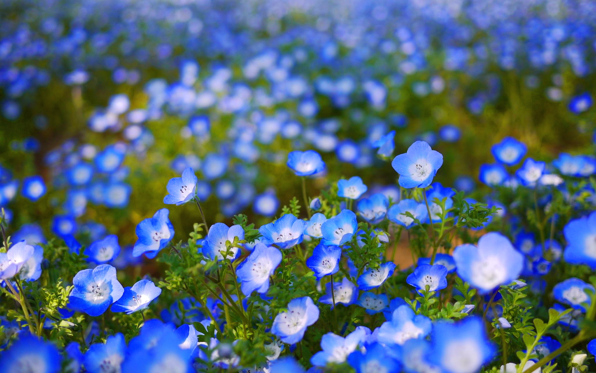 Free Blue Flower Wallpaper 1080p « Long Wallpapers
